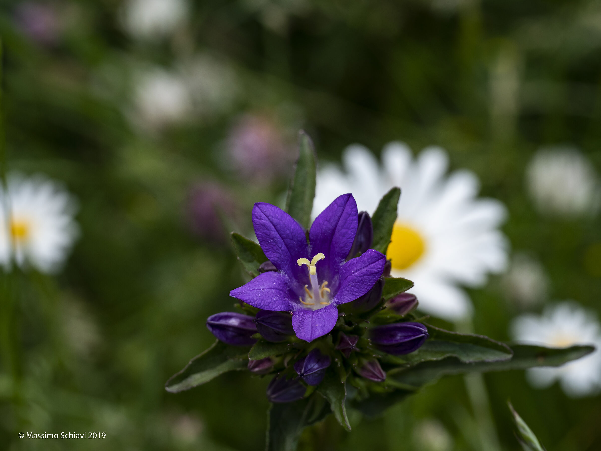 Gentiana cruciata L. - Genziana minore