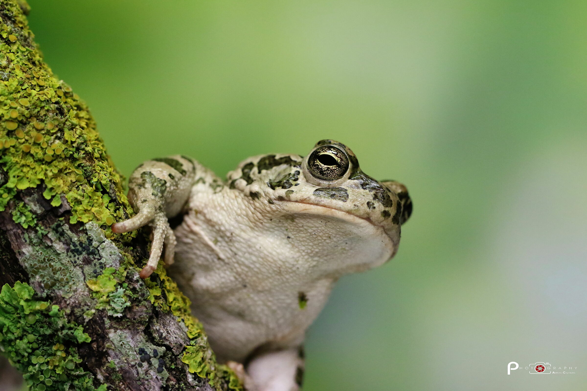 (Sicilian Emerald Rose)