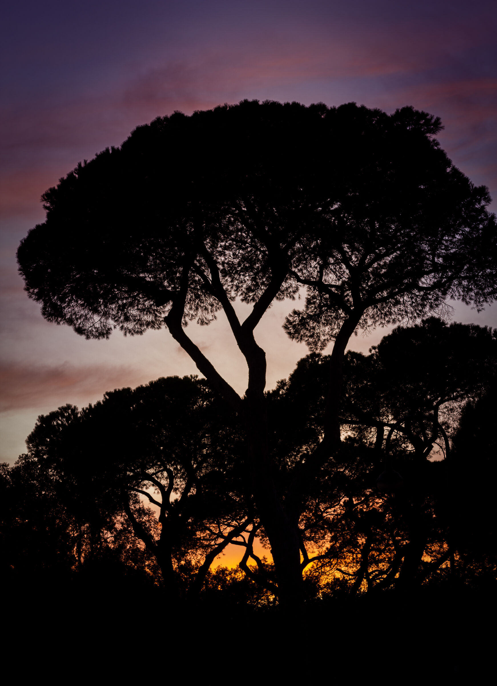 tramonto pineta ostia