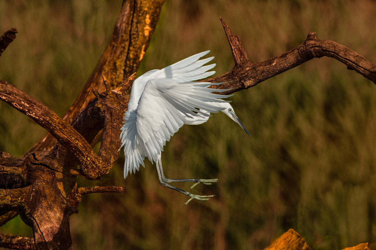 egrets