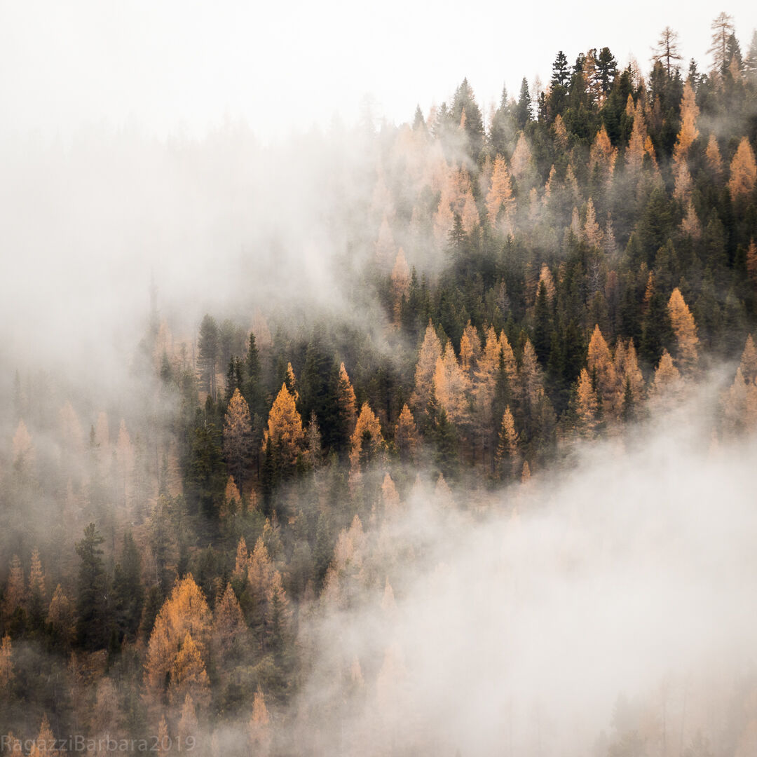 And the forest was dressed in fog...