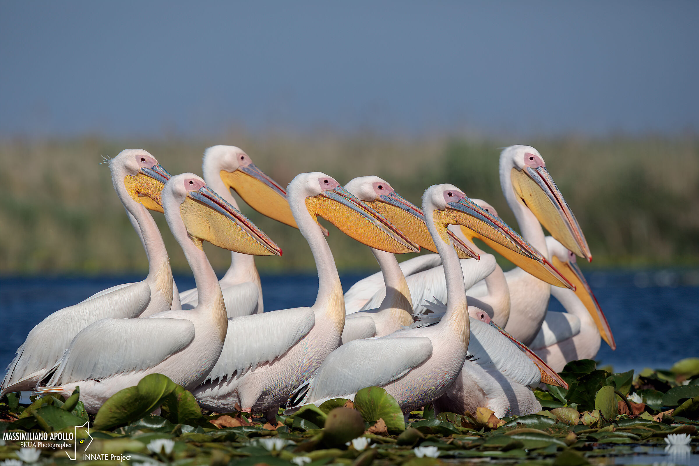 prima della caccia...