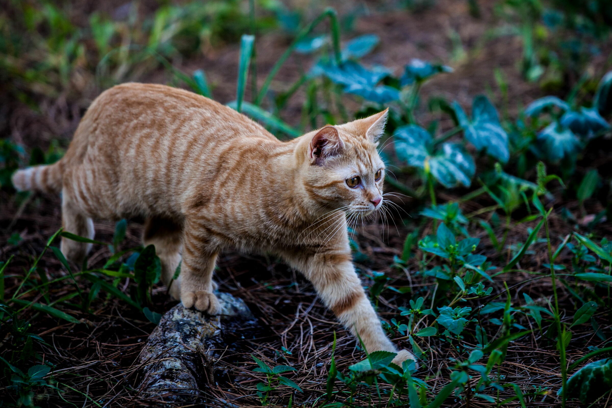 Lillino on the hunt