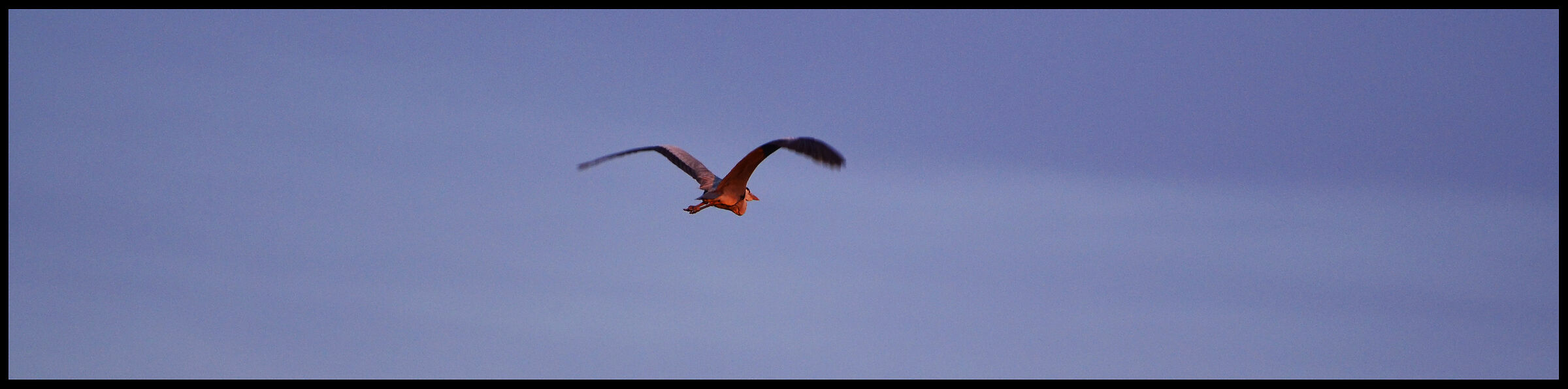 Ash heron