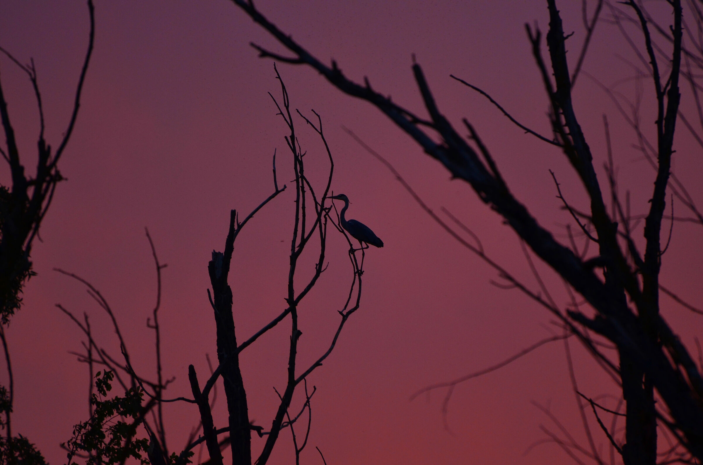 Ash heron