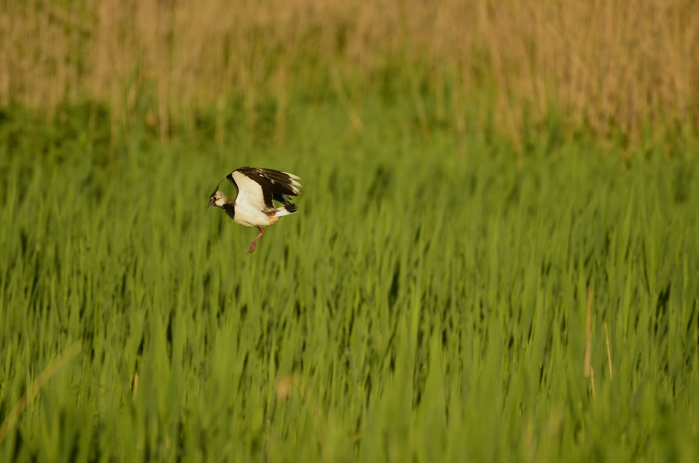 Lapwing