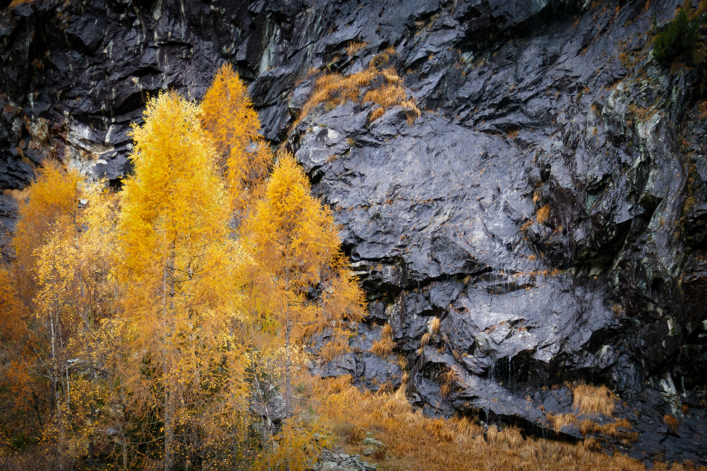 Yellow and grey in Valmalenco
