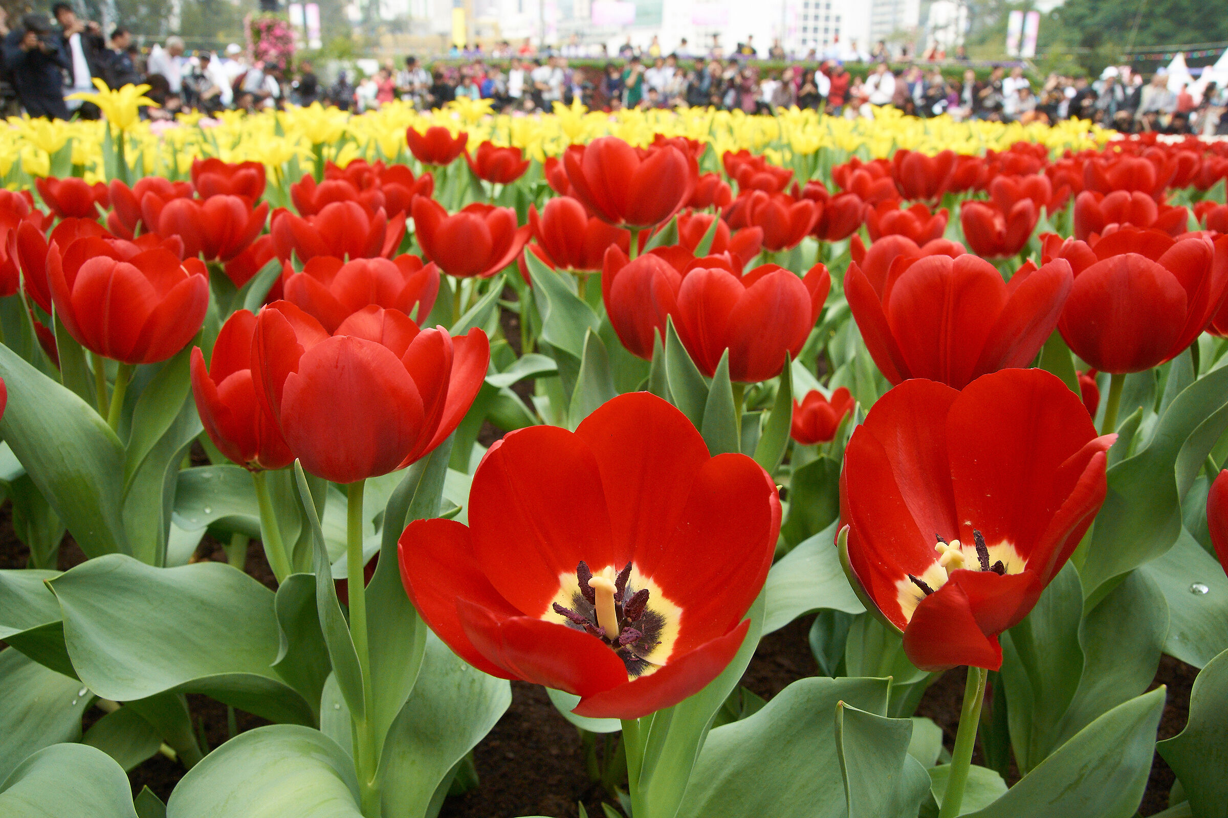 Molti fiori molte persone