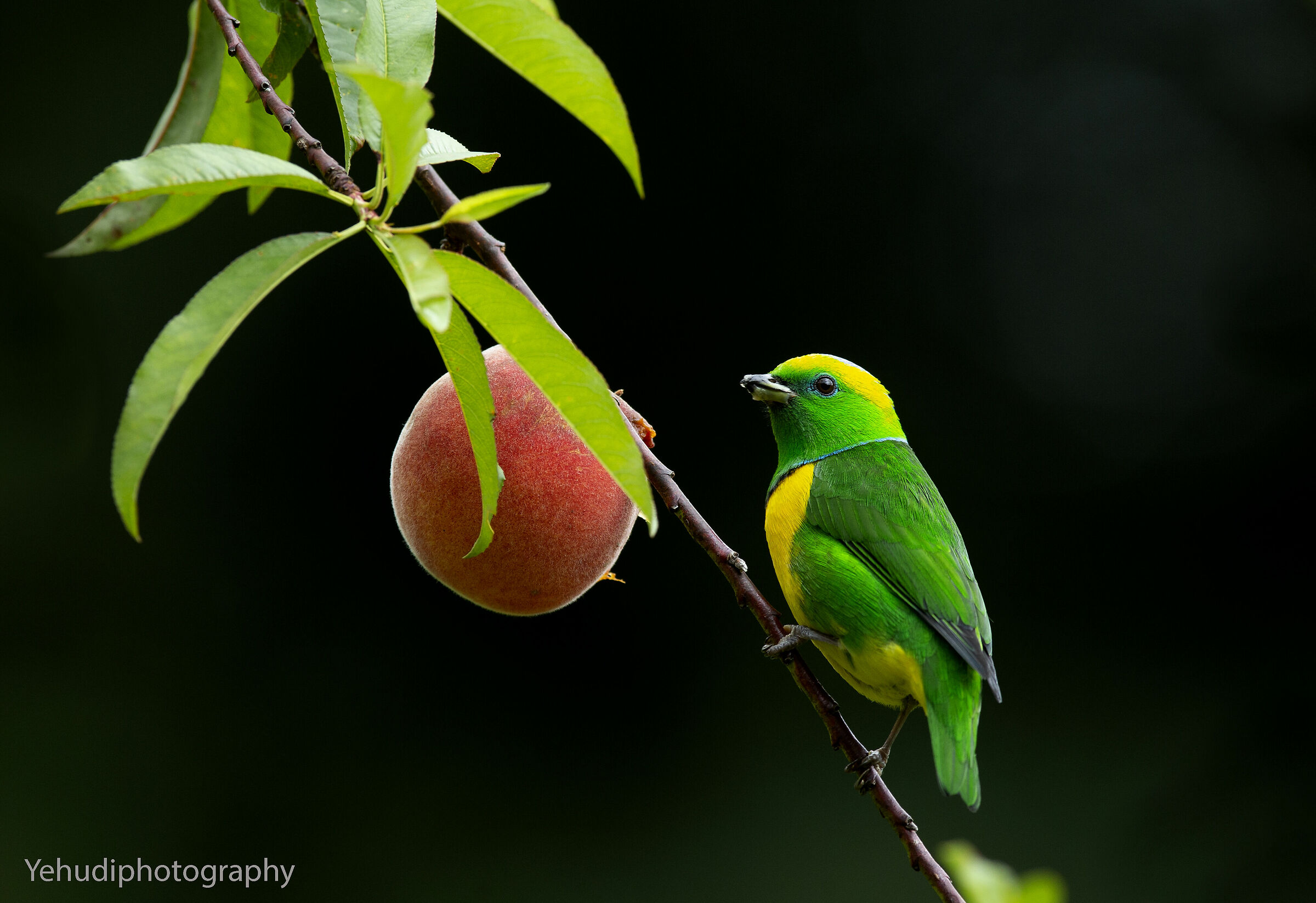 Golden browed clorophonia