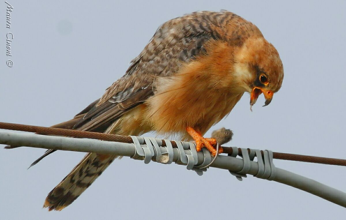 Falco Cuculo Femmina