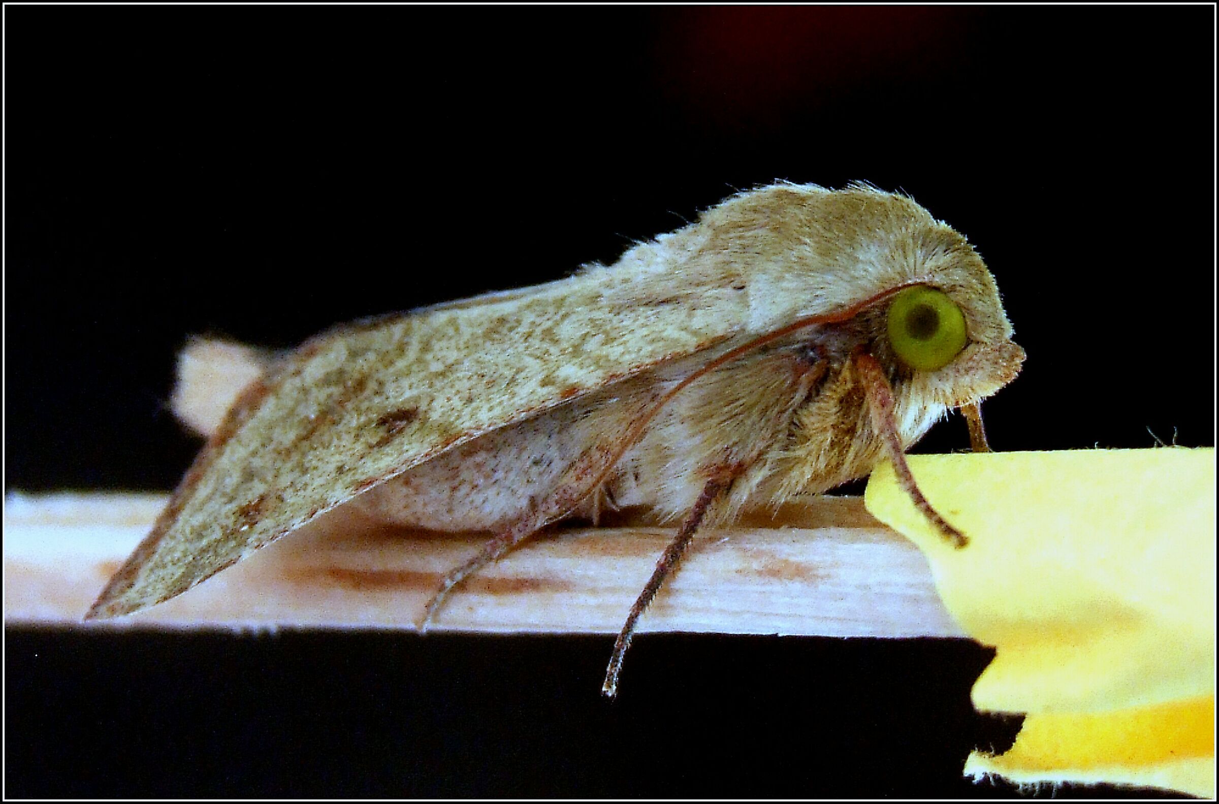 " Helicoverpa armigera " male