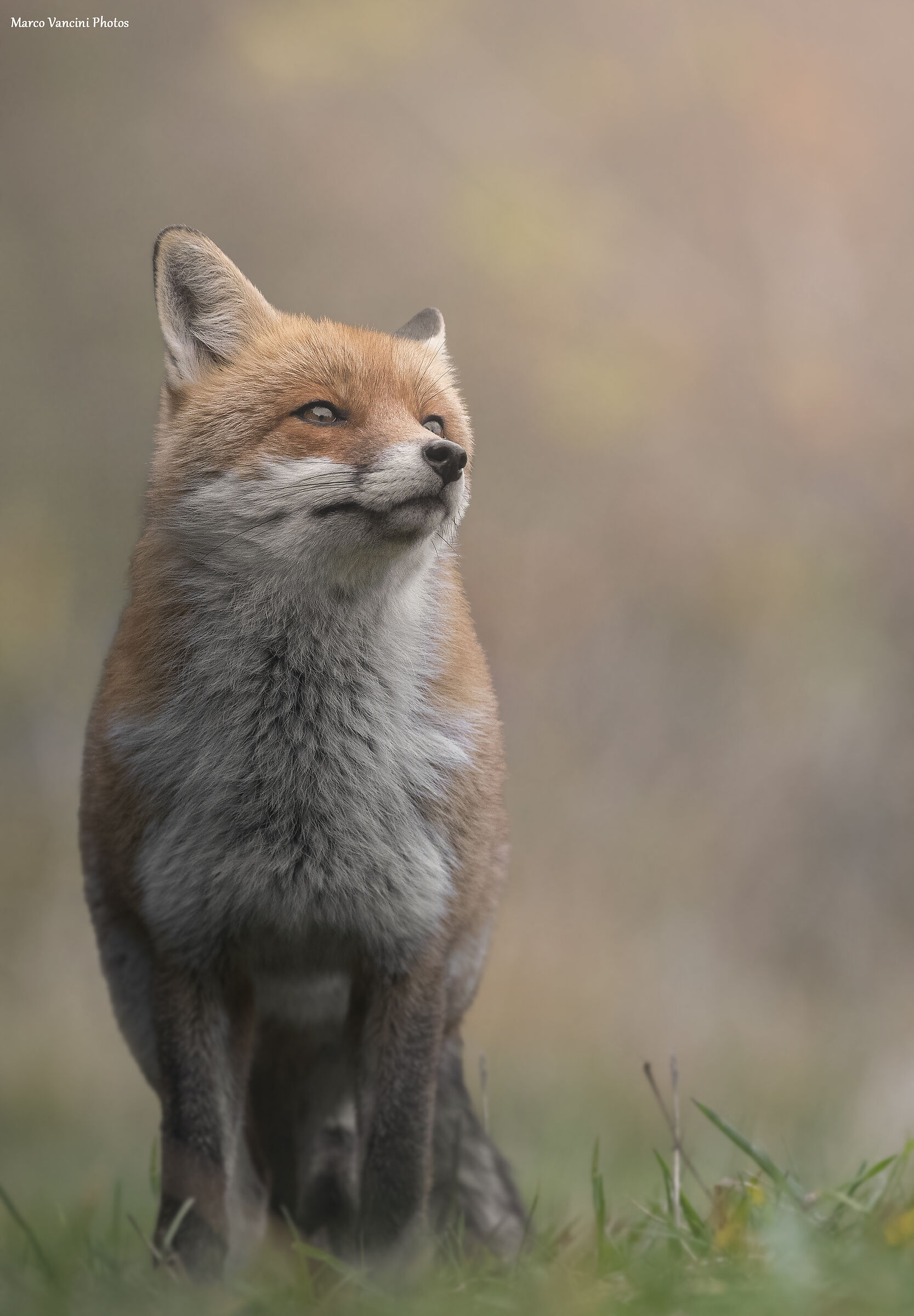The Vain Fox