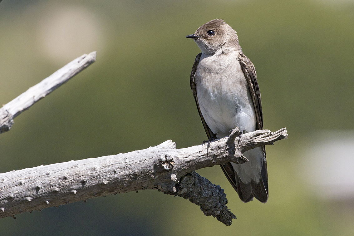 Rondine Aliruvide Settentrionale