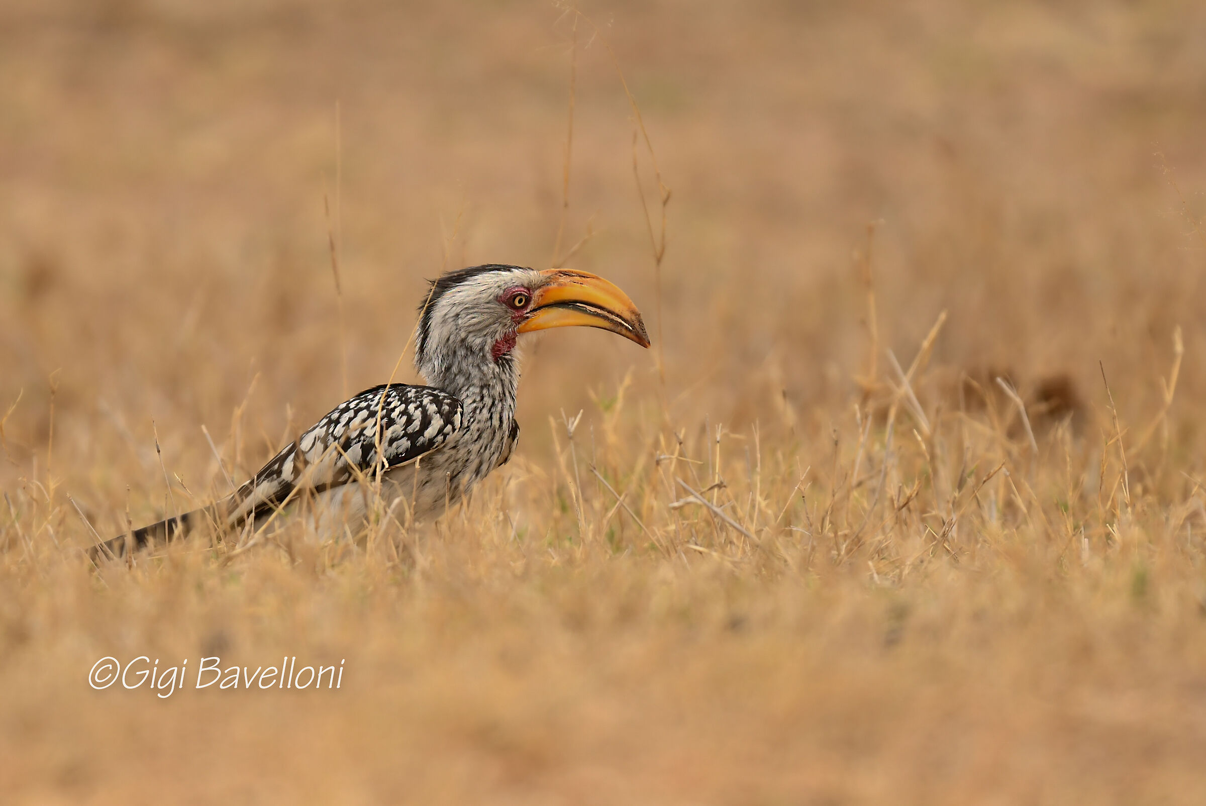yellow-billed horn bill