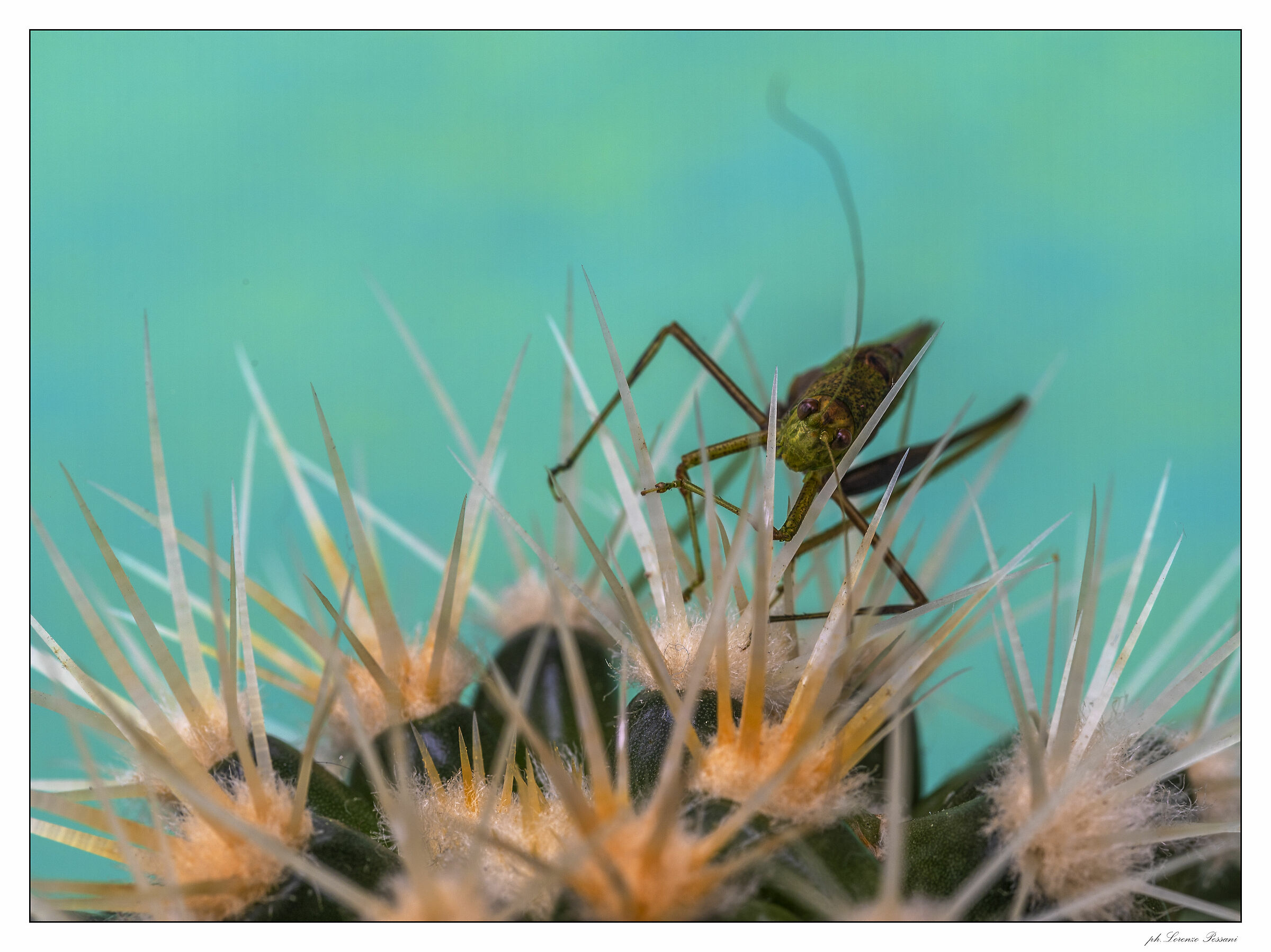 grasshopper between the thorns