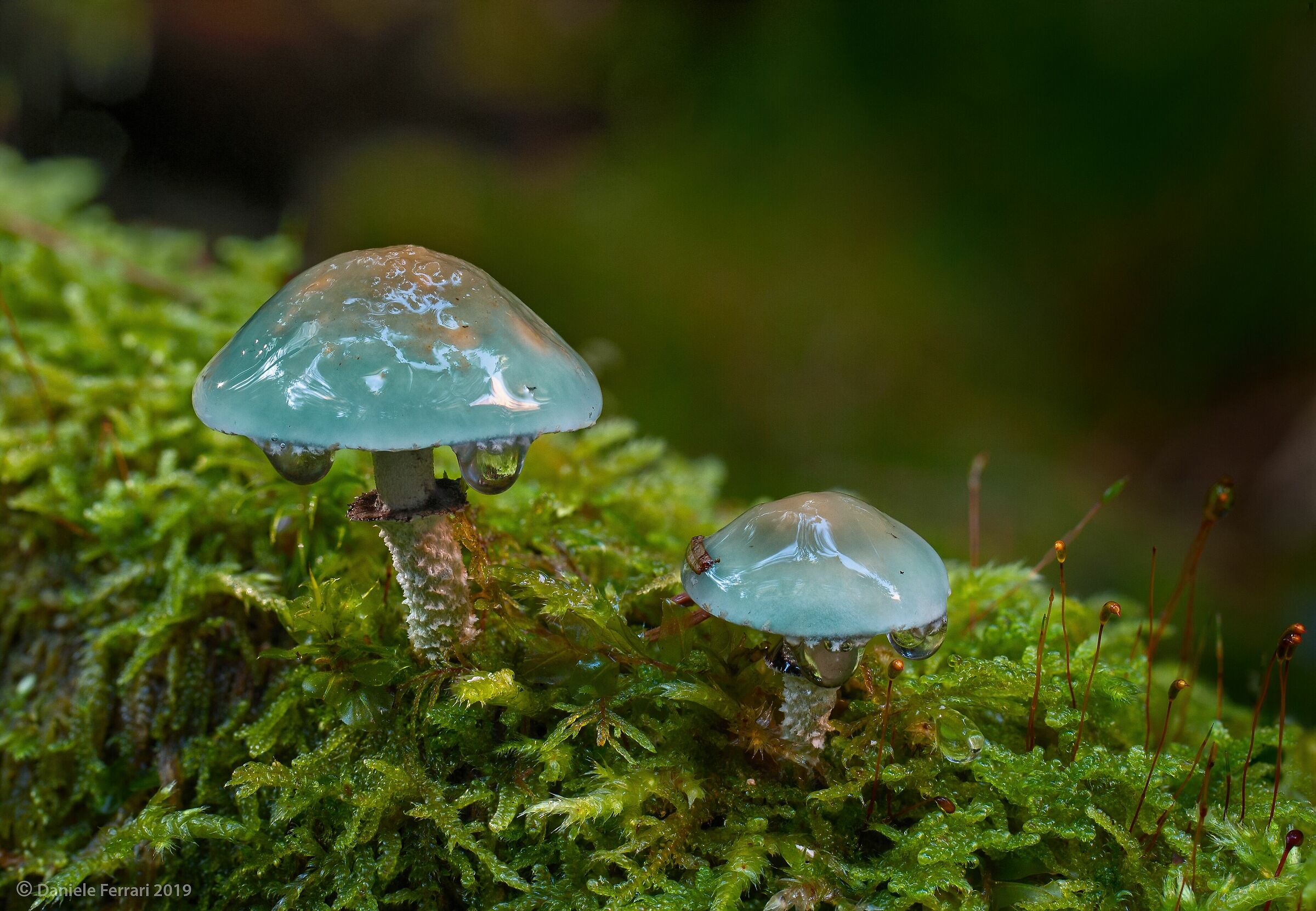 Stropharia aeruginosa