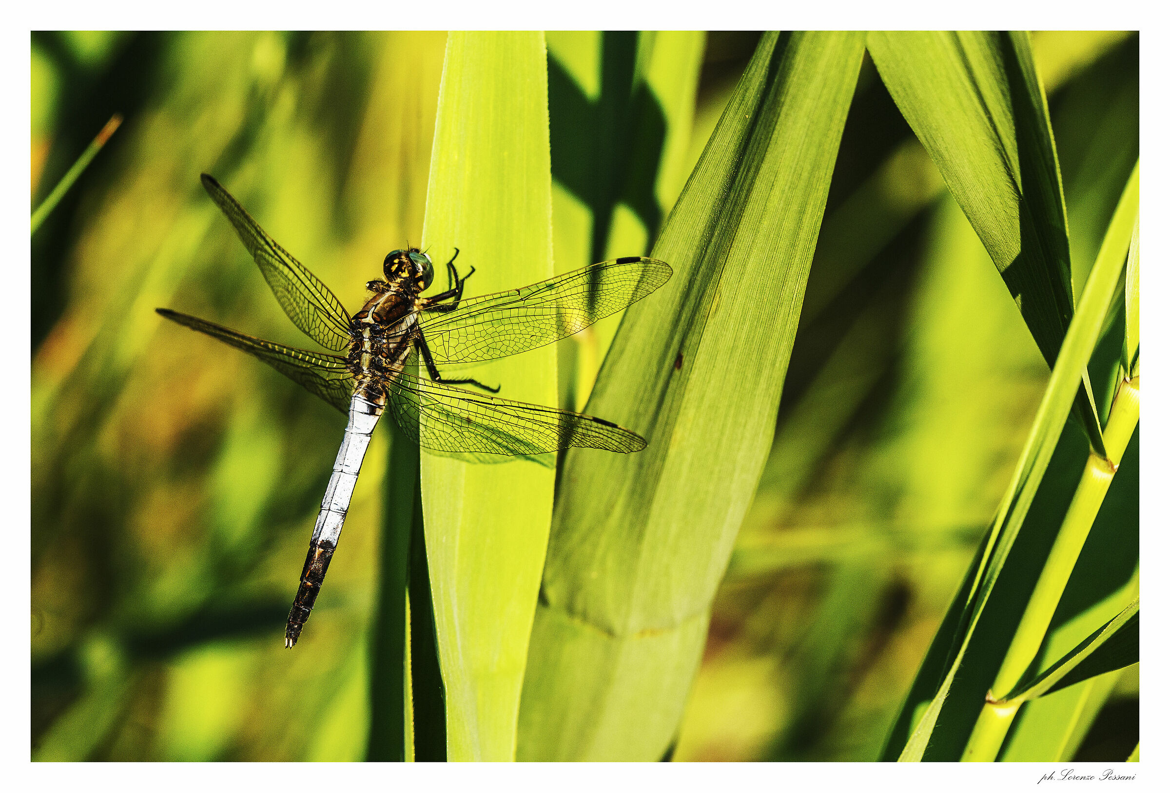 dragonfly on the leaves