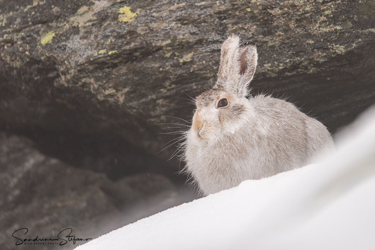 Lepre variabile in muta