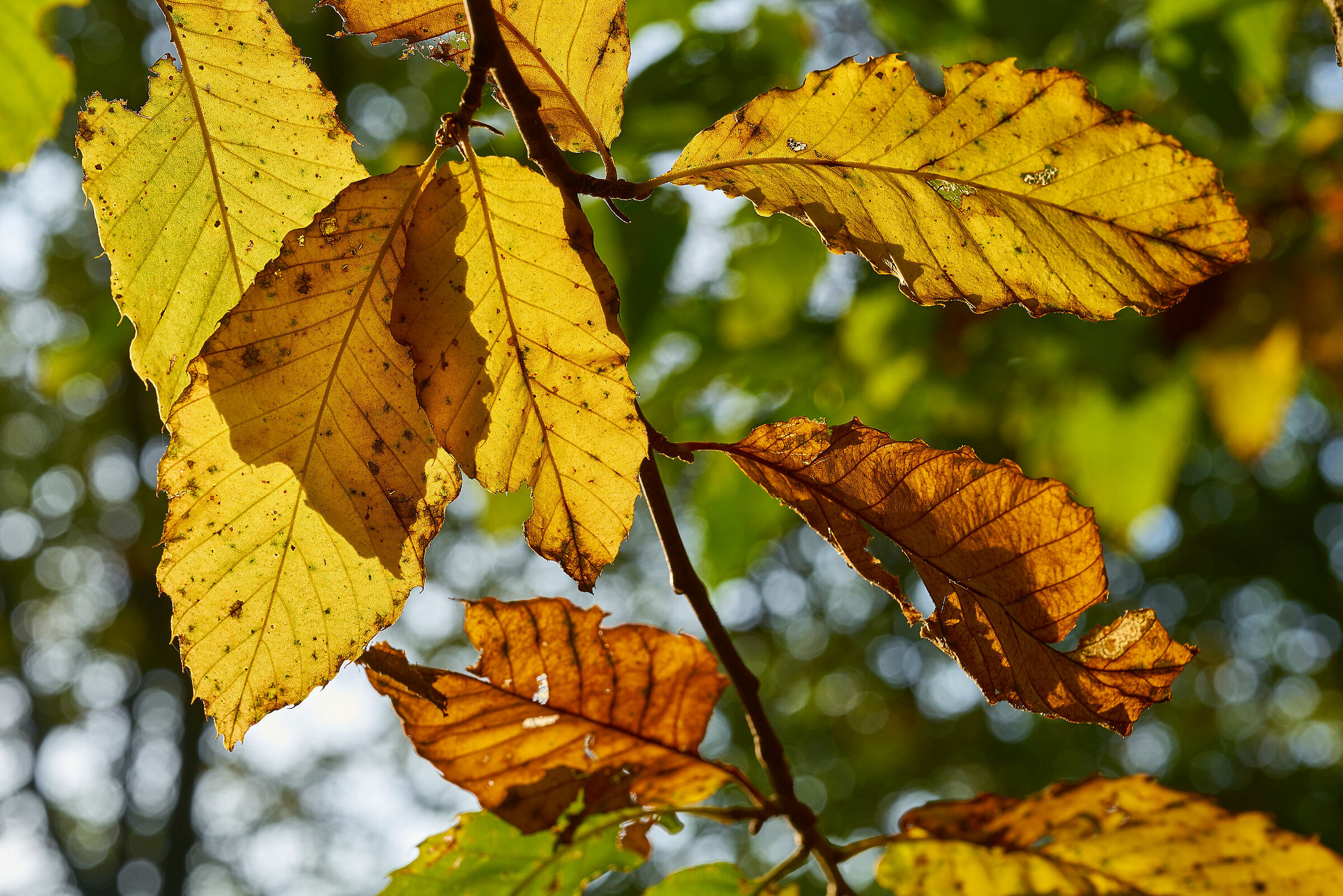 Si sta come d'autunno...