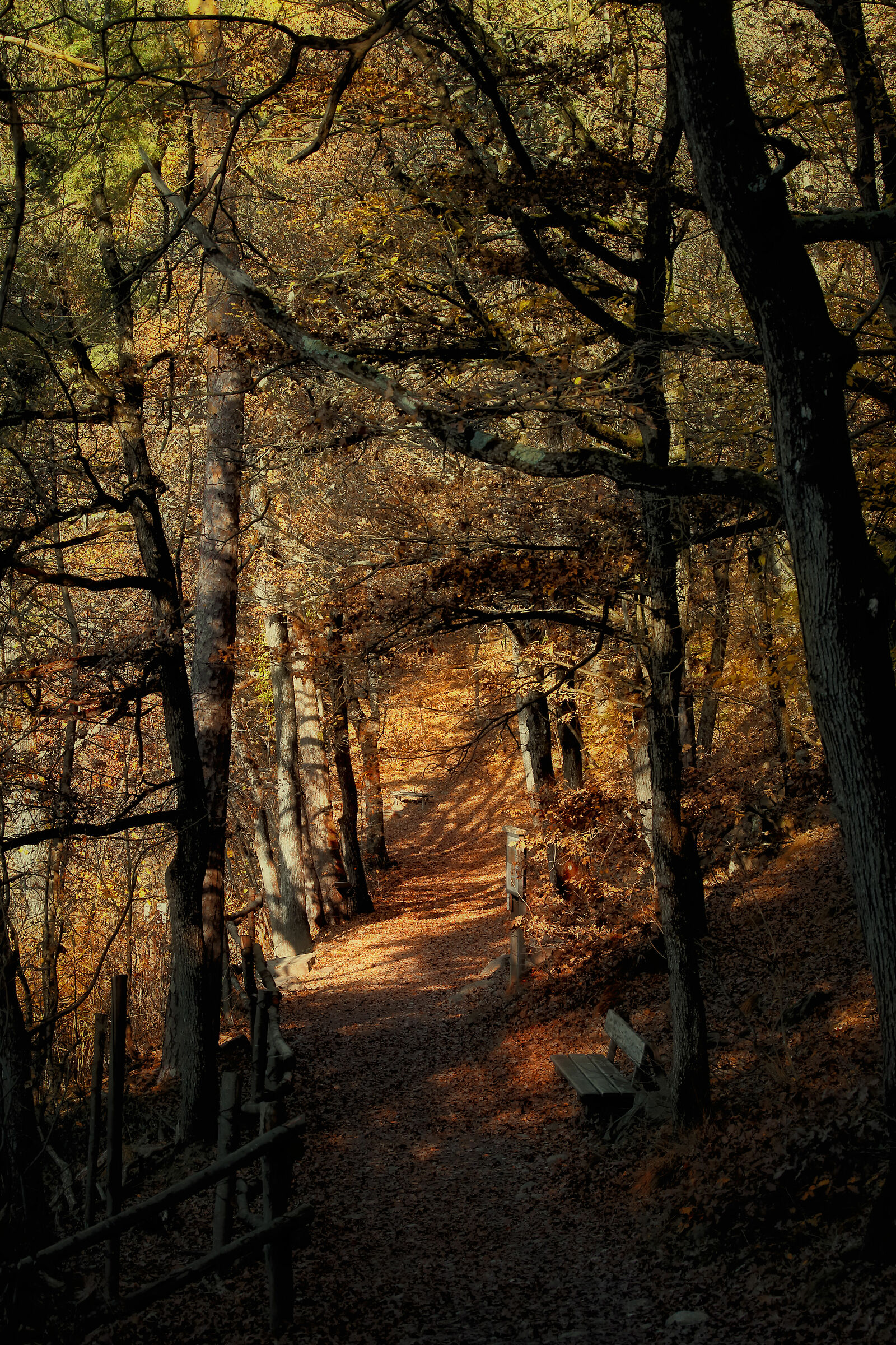 A little light in the woods