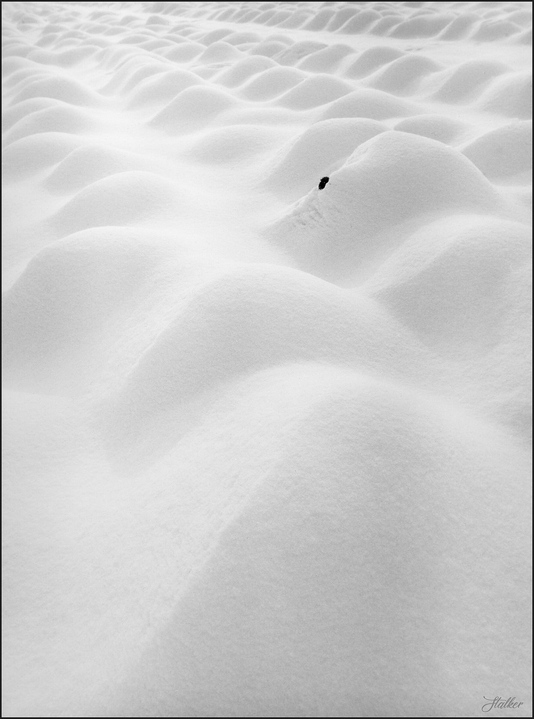 The black spot (cabbage under the snow)