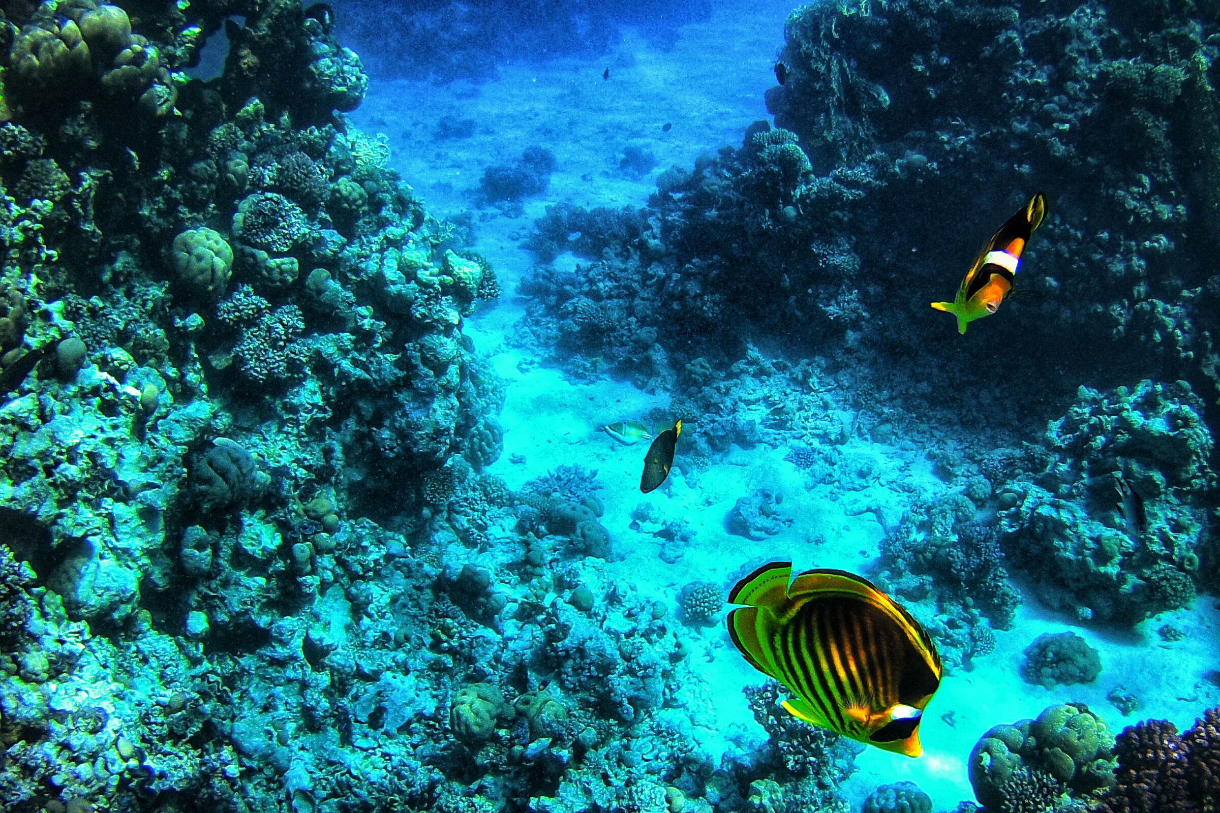 At the bottom of the sea...