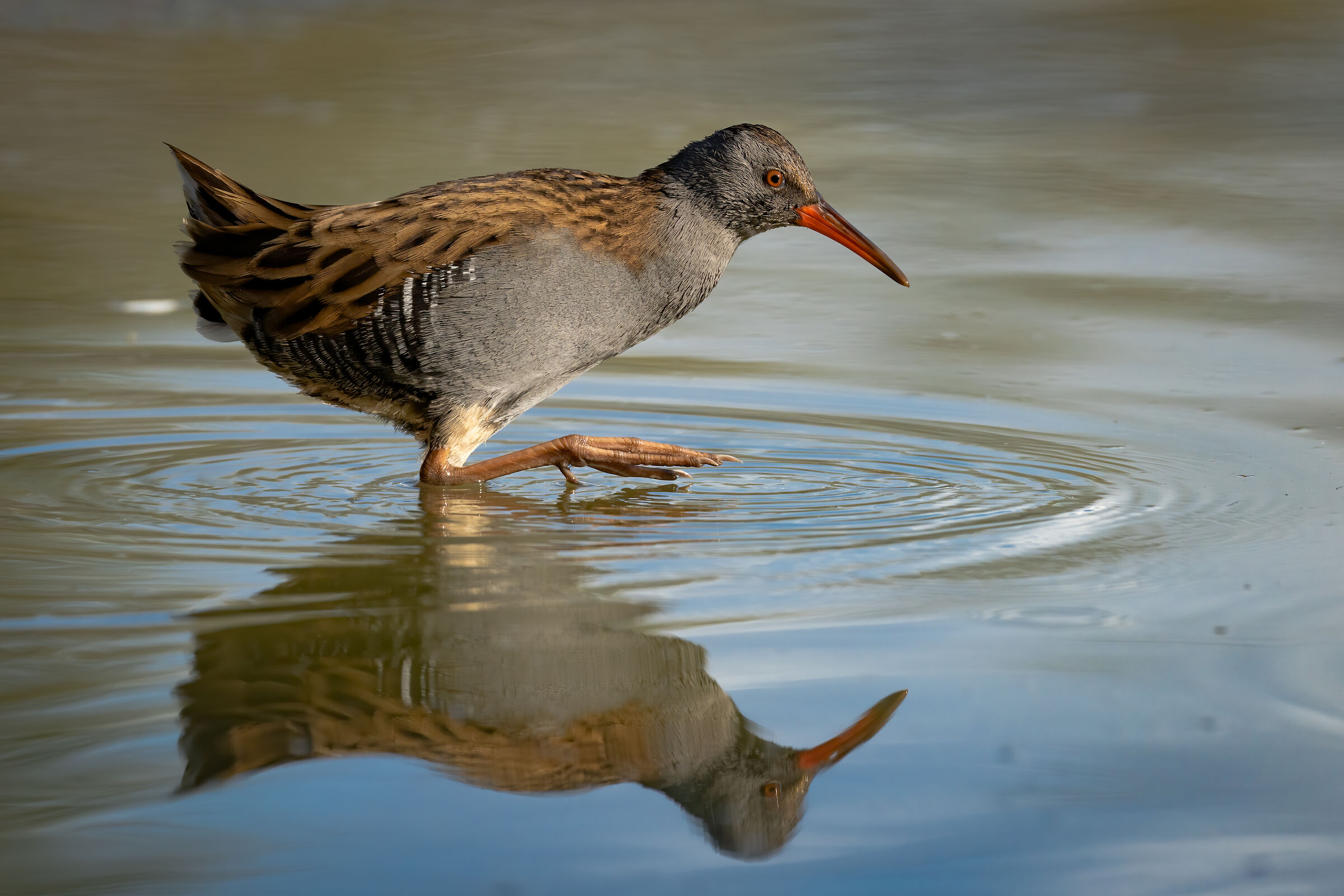 Porciglione al tramonto