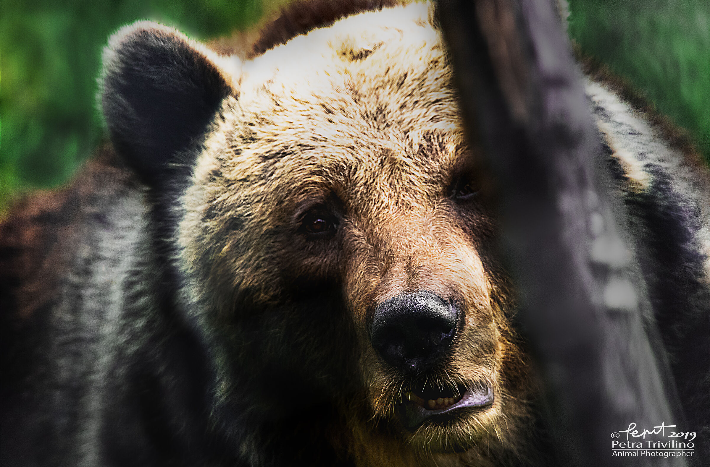 Ritratto di Margherita (femmina di orso bruno europeo)