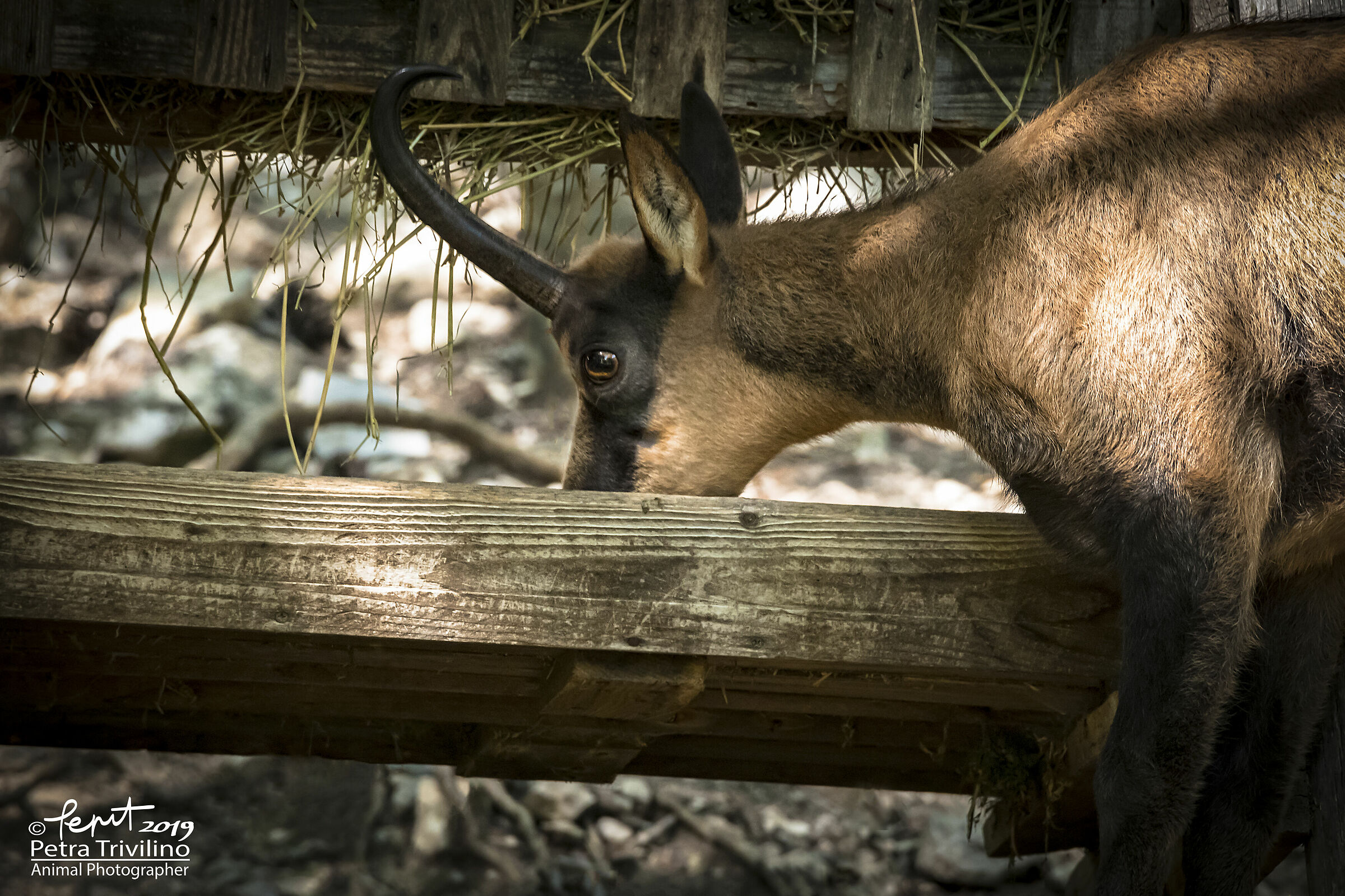 To the manger (adult Apennine Chamoche)