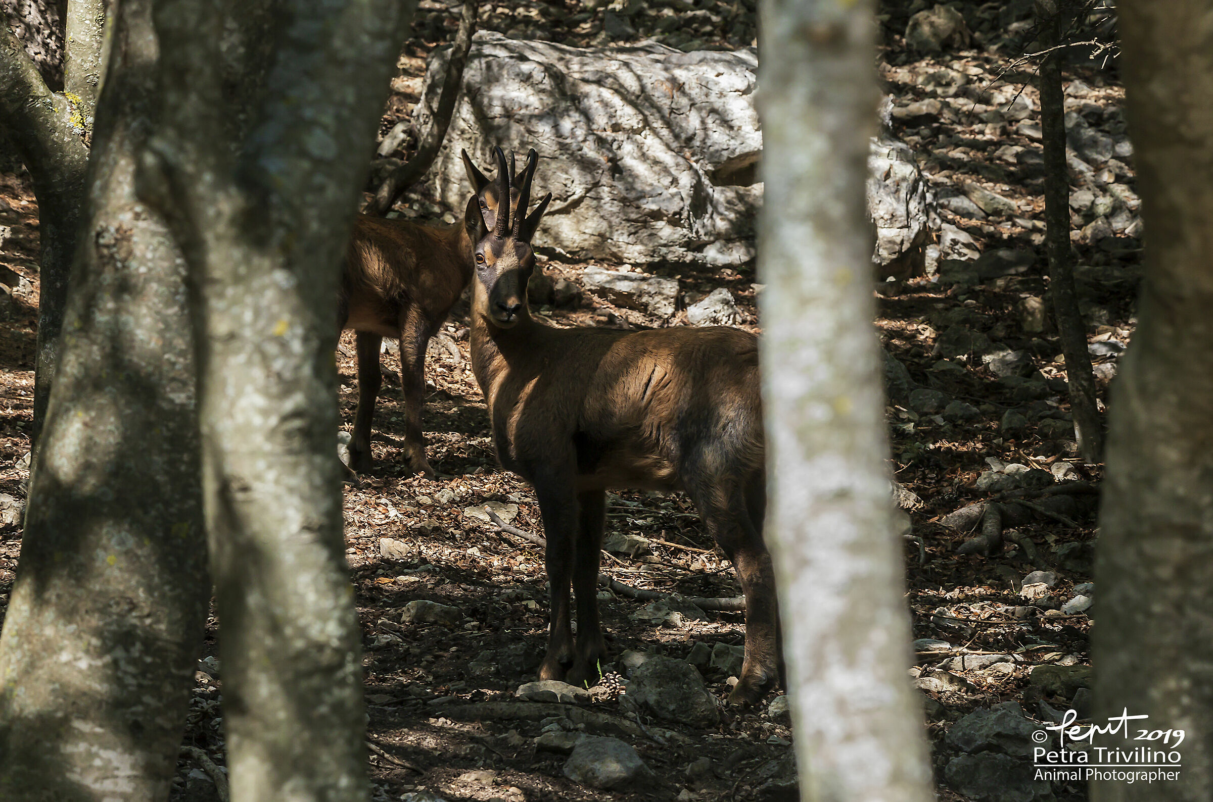 Let's stay here! (Appennial chamois)