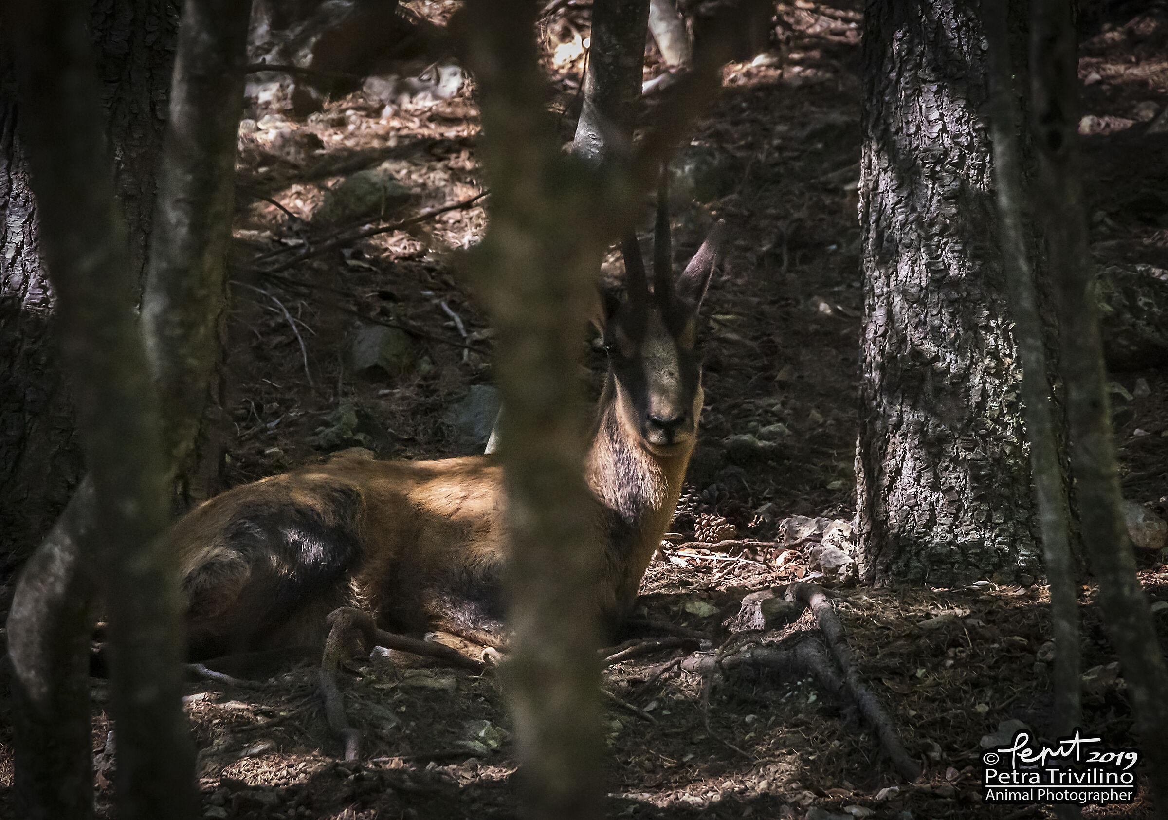 Camoscio appenninico a riposo.