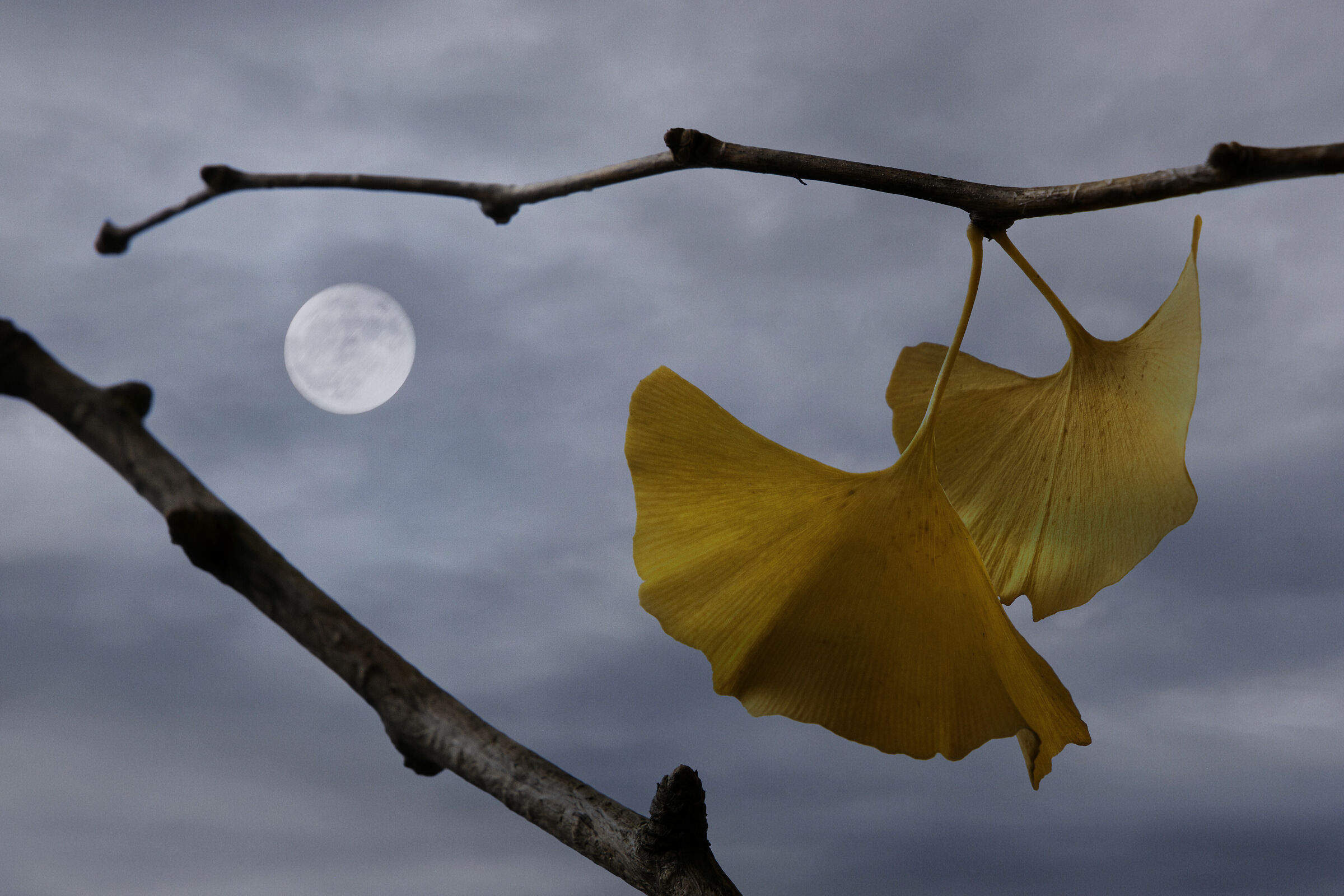 la luna illumina il giallo