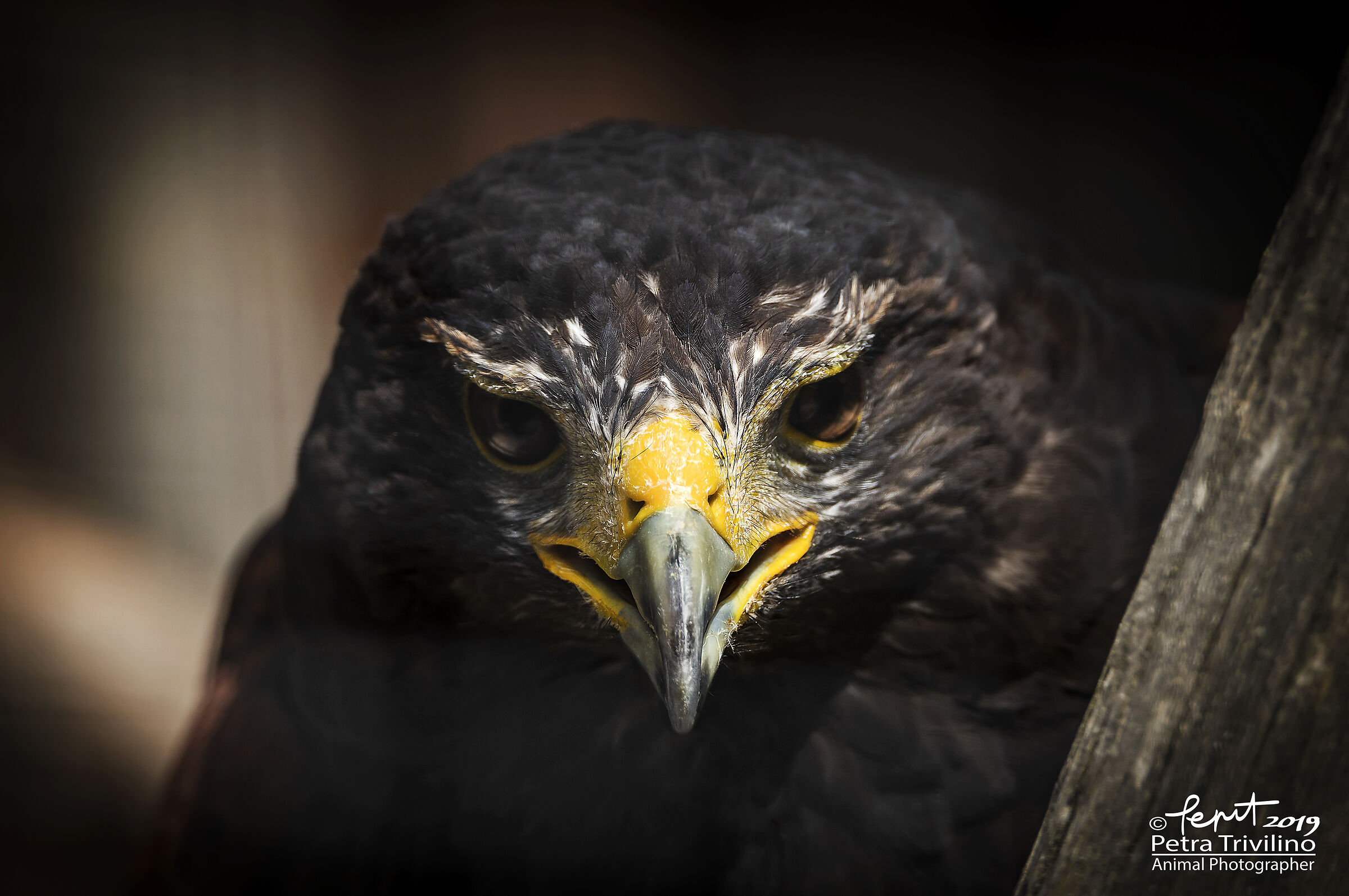 Cruella tract (Harris's Poiana)