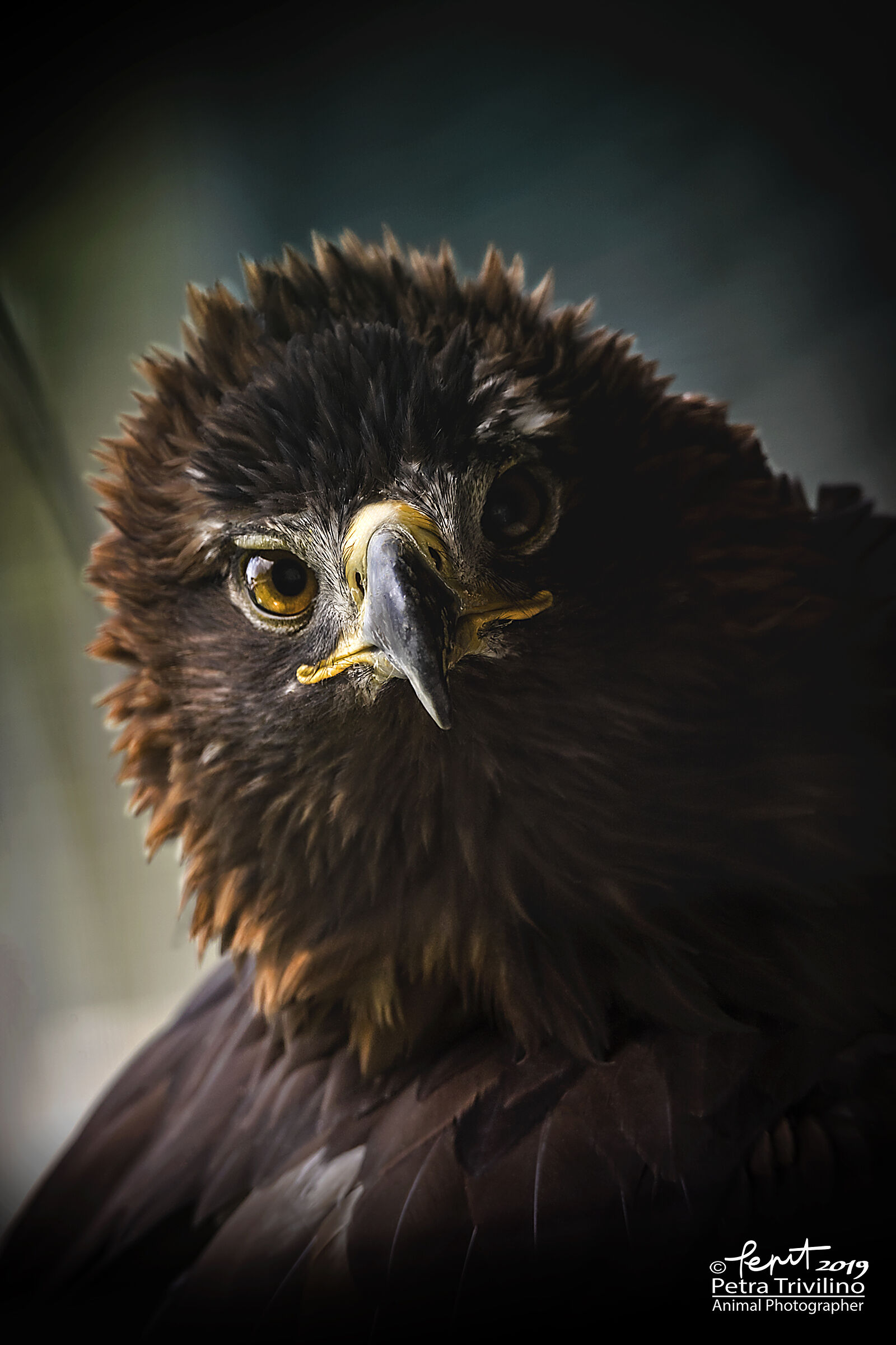 Portrait of Nike (Golden Eagle)