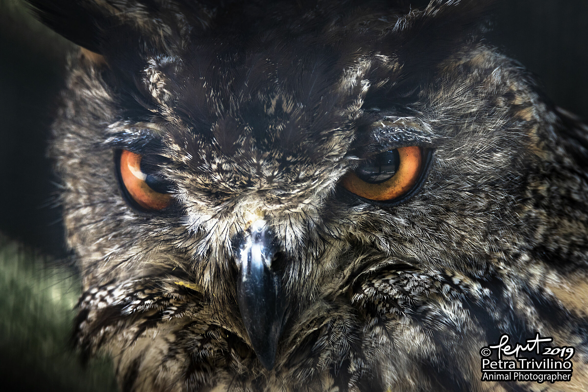 Ritratto di Ren (Gufo reale)