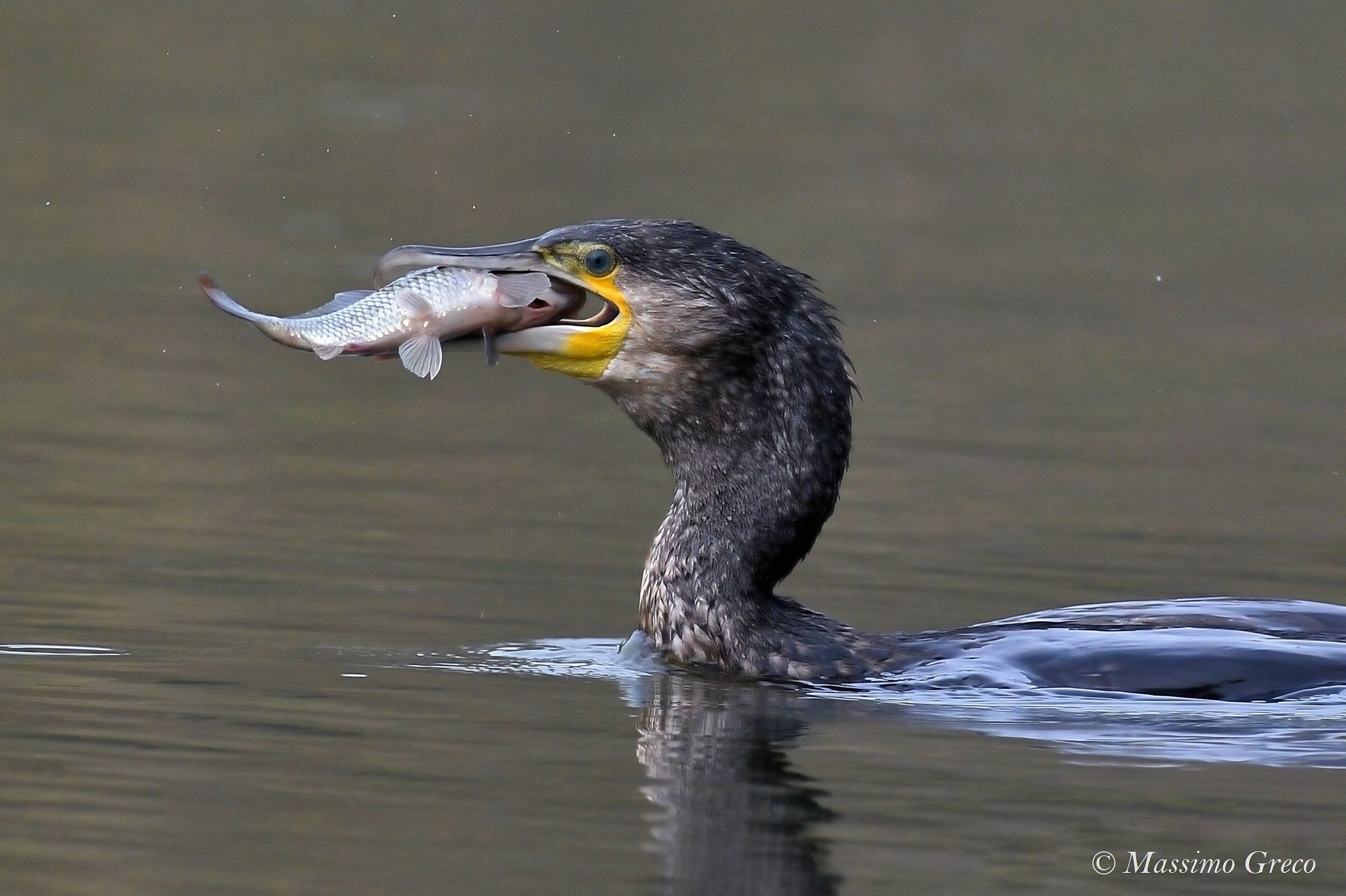 Cormorano (Phalacrocorax carbo)