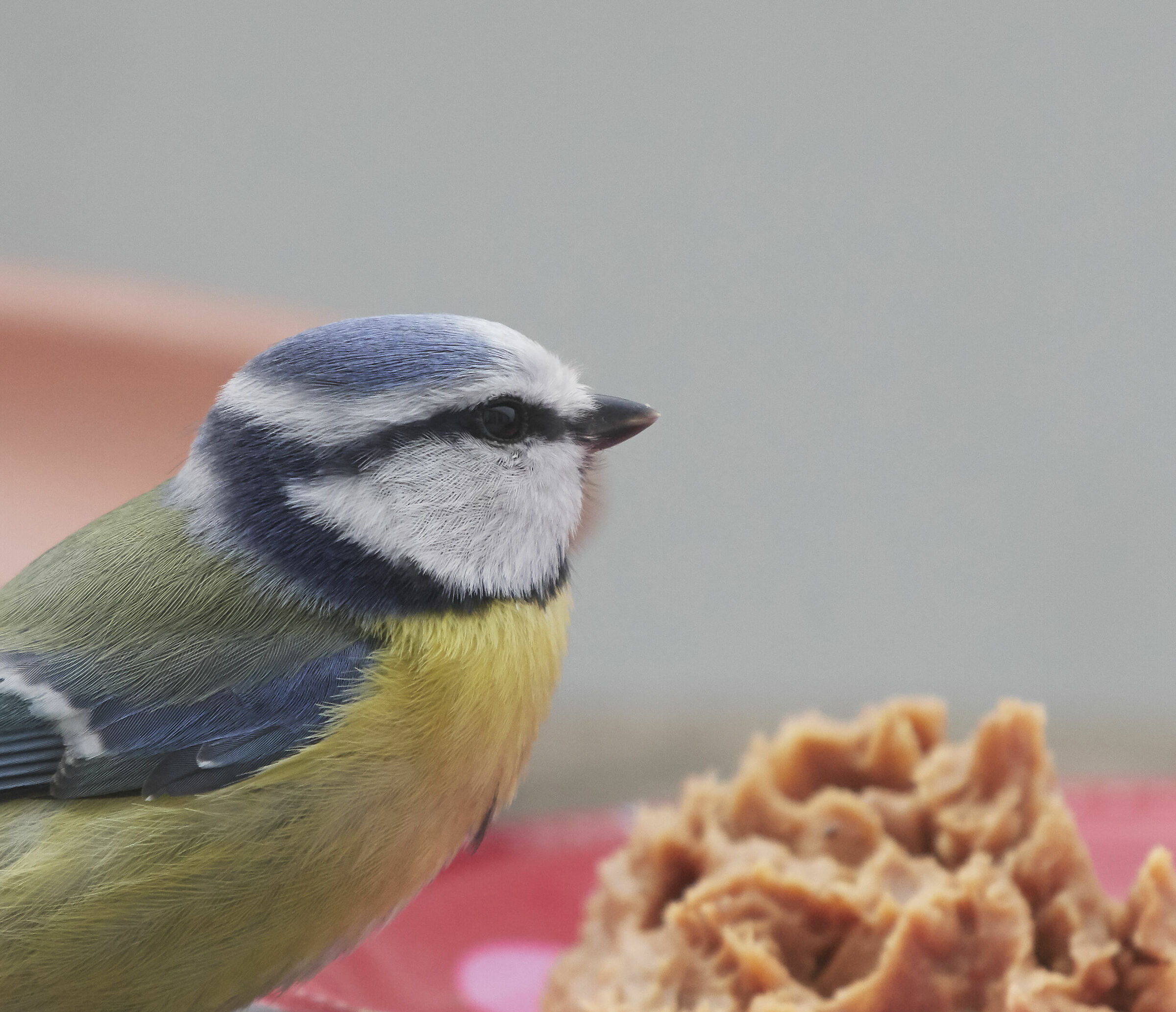 Blue Tit loves peanutbutter in winter