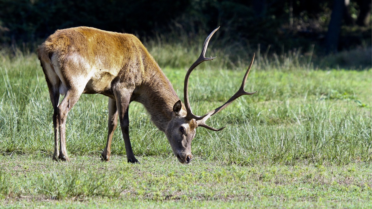 Cervo della Mesola (fe)