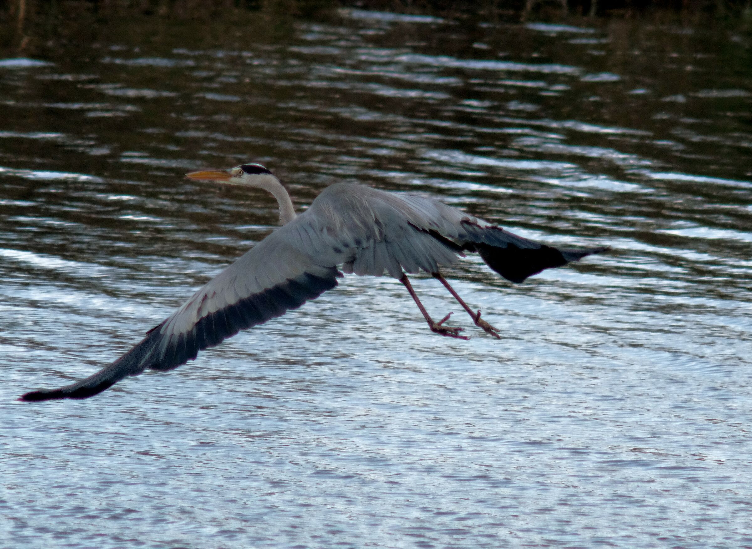 cinerino heron