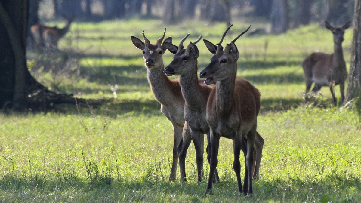 Cervo della Mesola (fe)