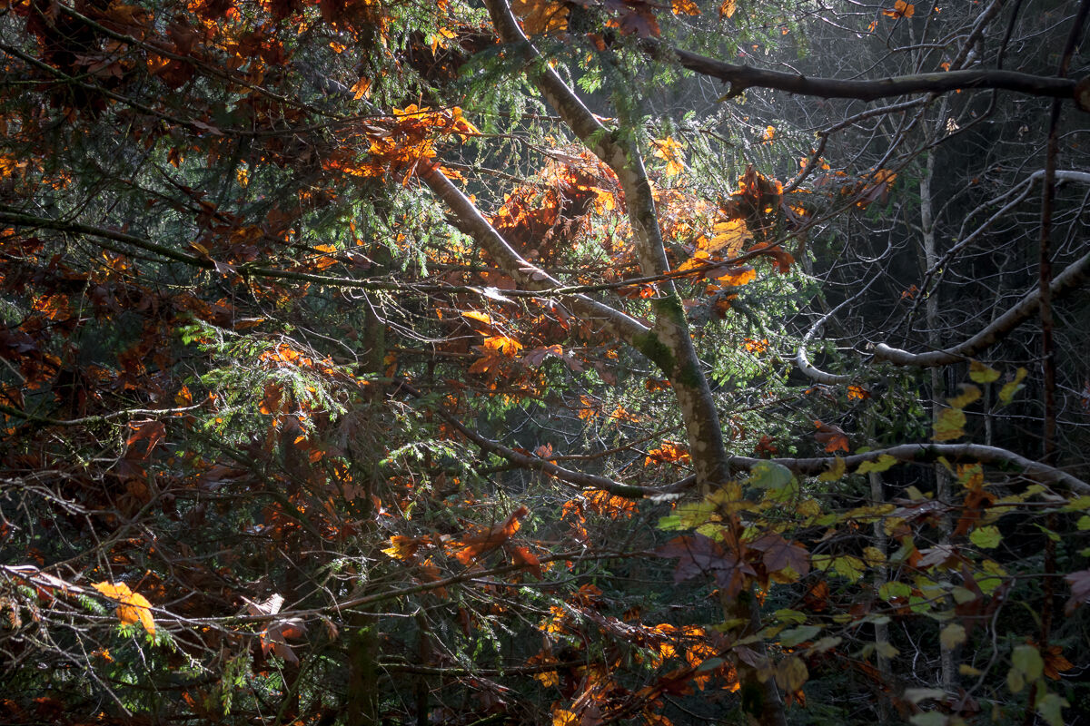 La luce del bosco ...