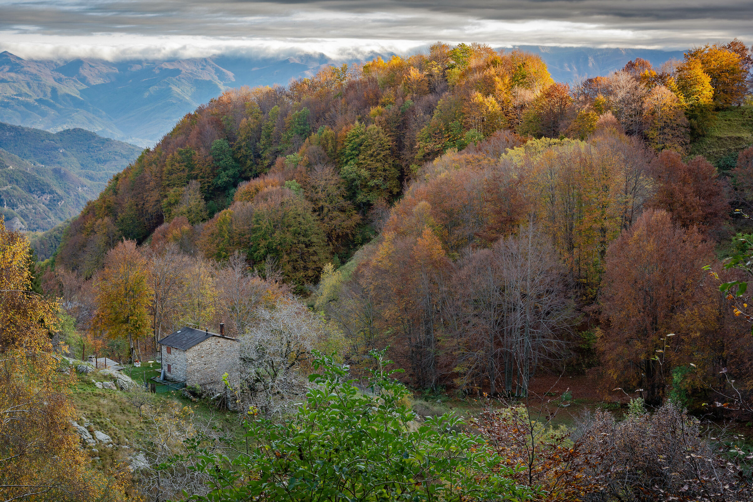 Ai margini del bosco