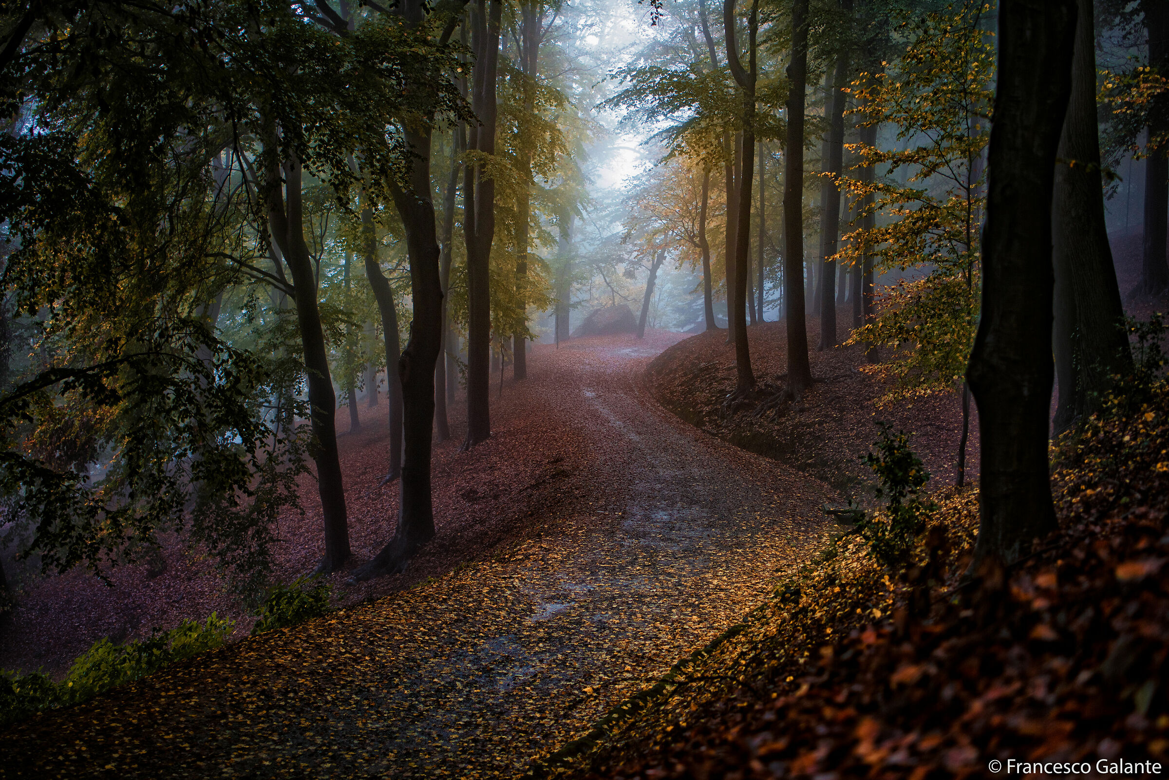 Pollone - Parco della Burcina 1