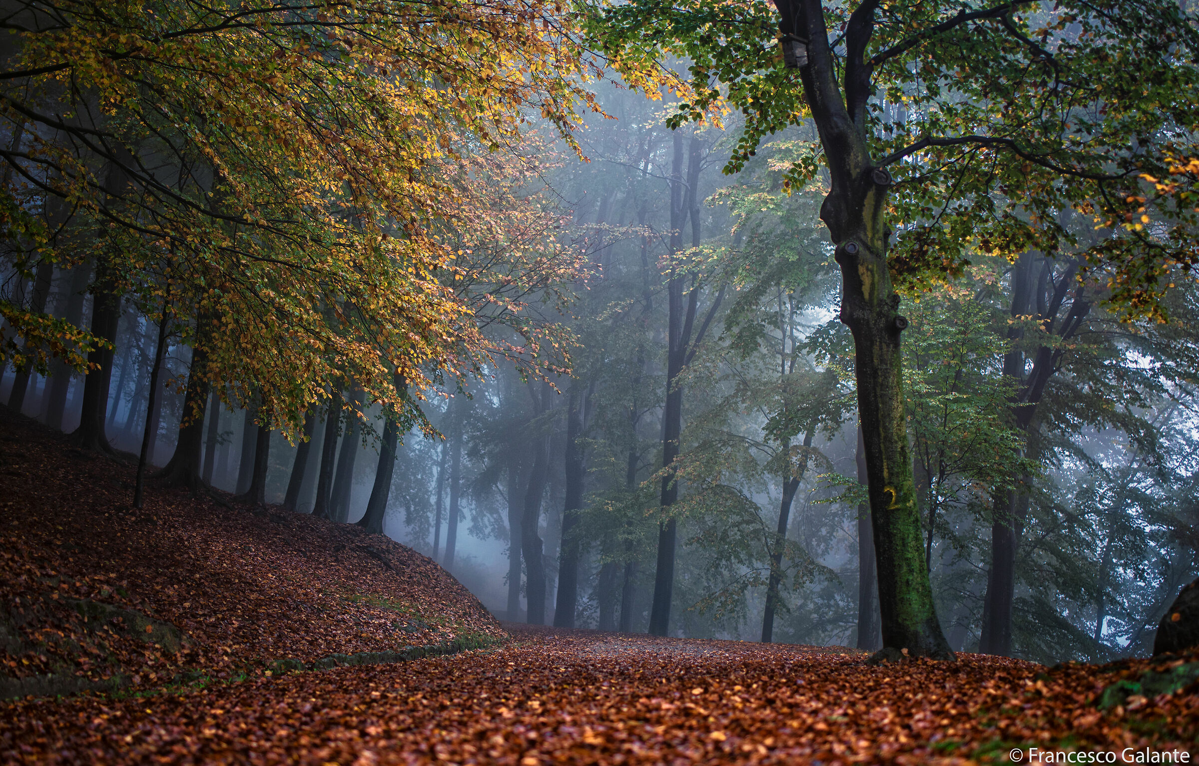 Pollone - Parco della Burcina 2