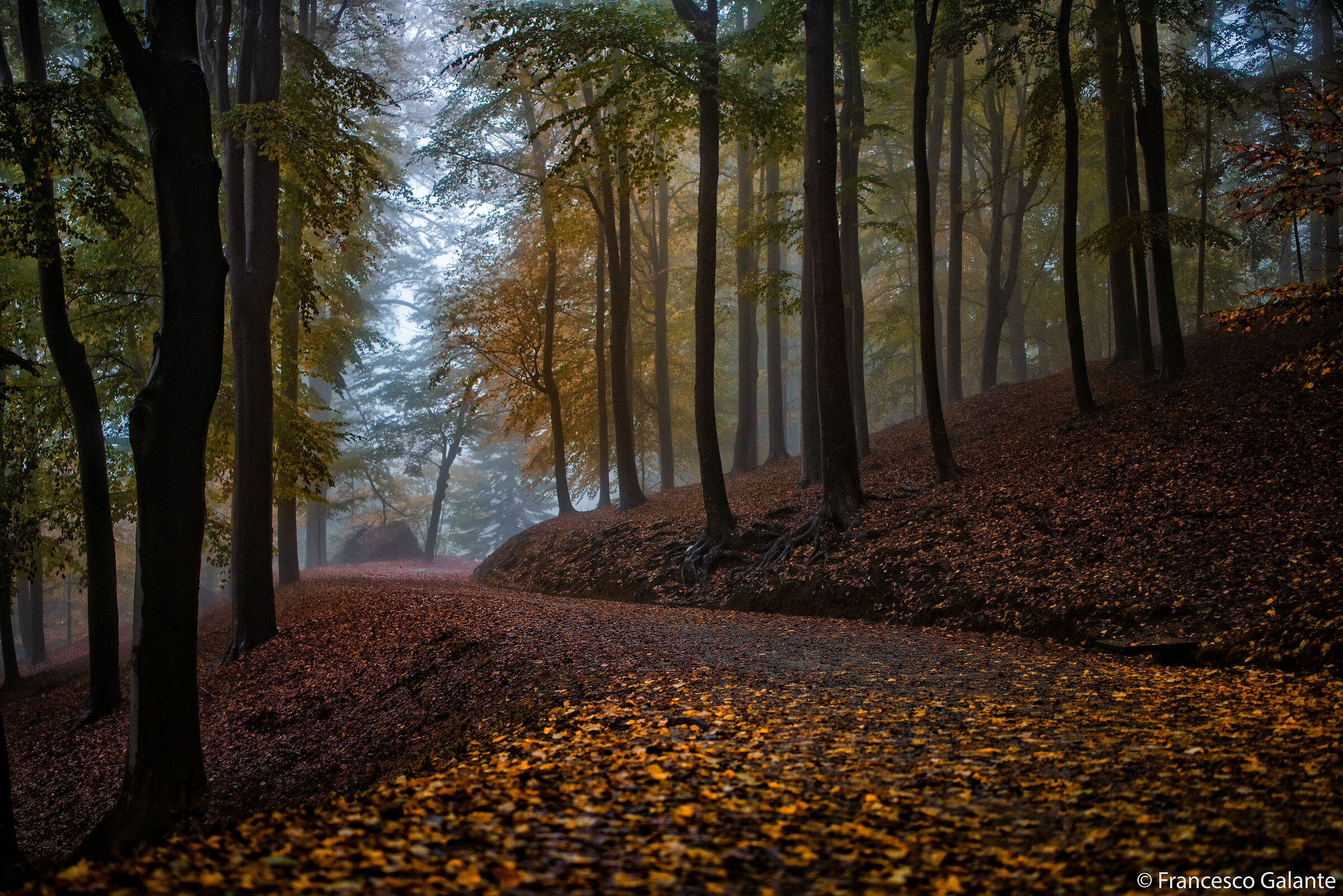 Pollone - Parco della Burcina 5