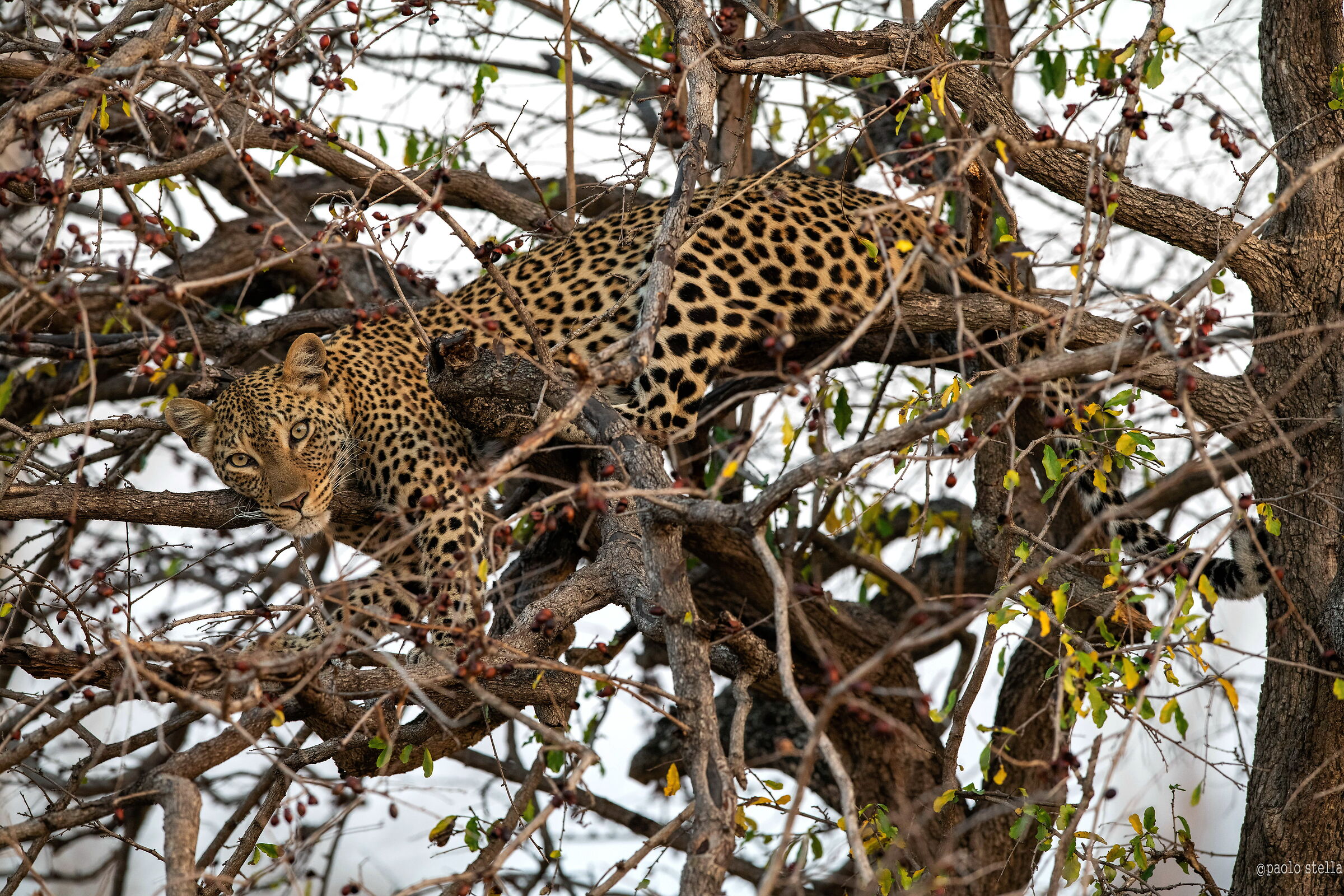 on the bush with berries