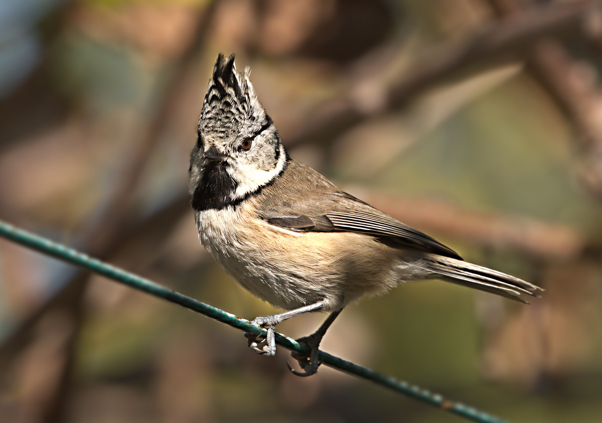 tufted tuft