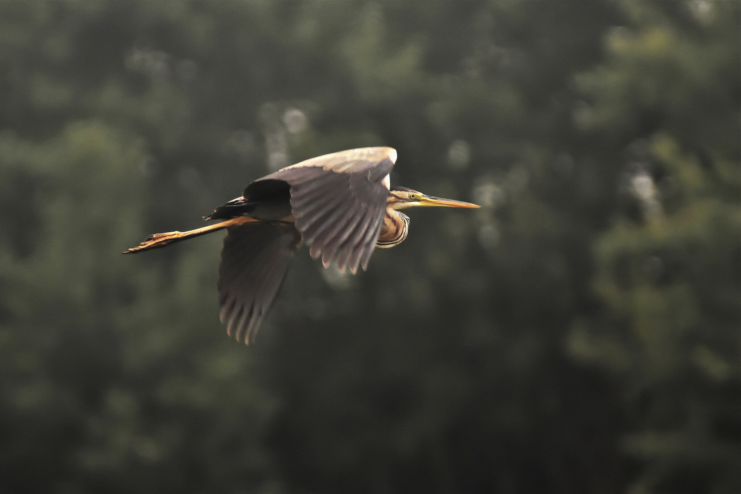 red heron with lipu Csano maderno