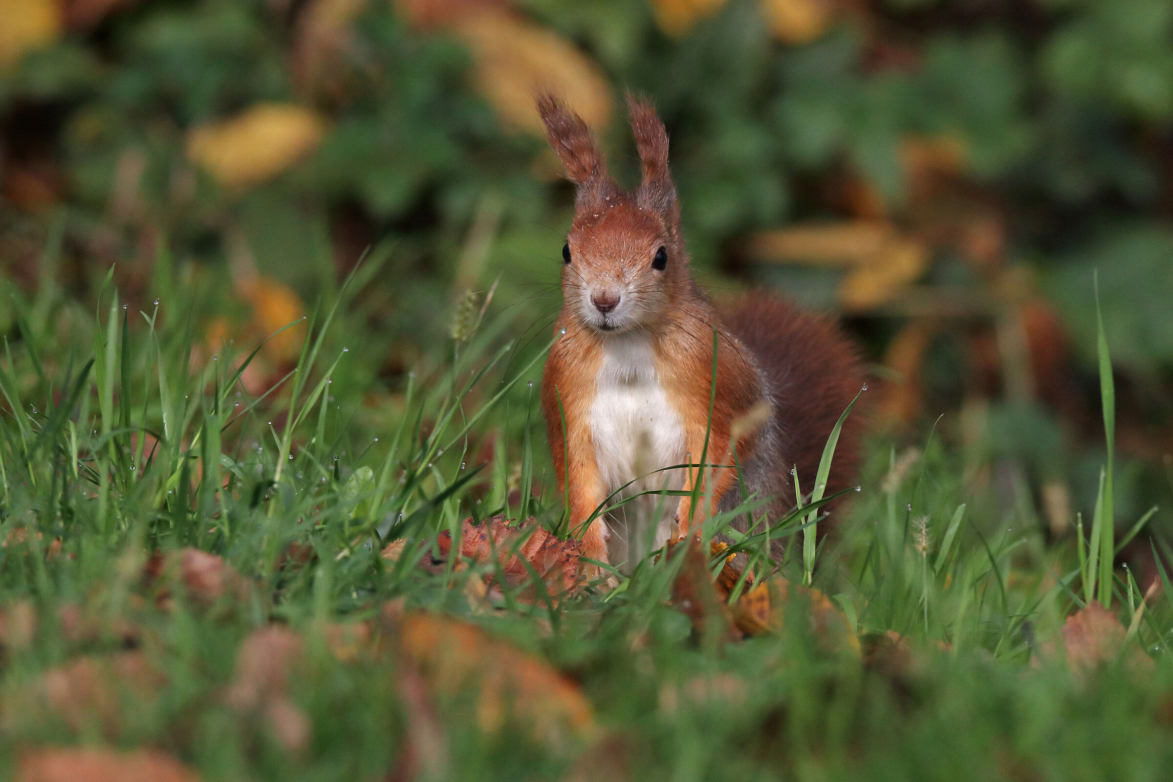 capolino tra l'erba bagnata
