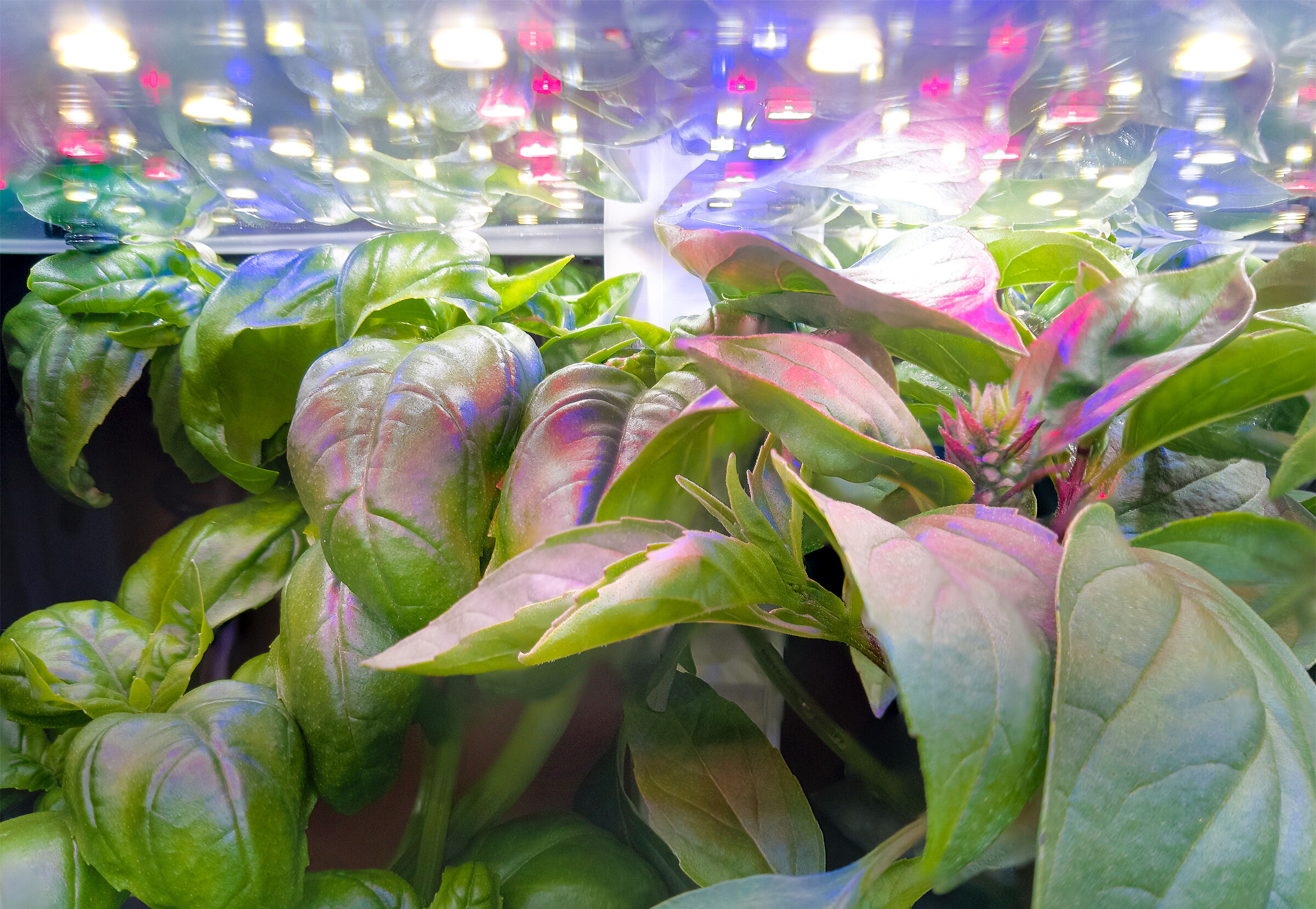 Inside the greenhouse